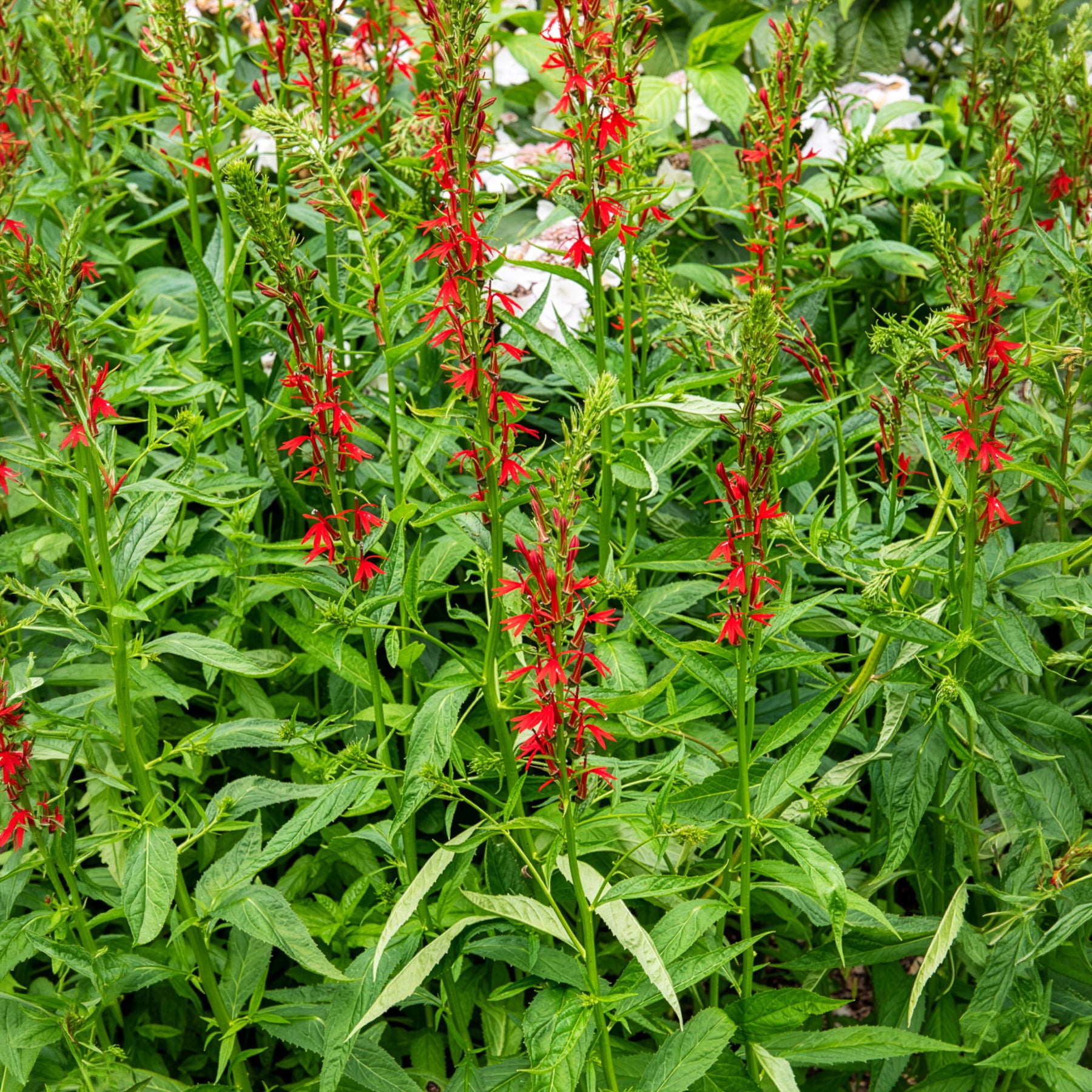 Bakker Lobélie cardinale plante de bassin pot 9cm rouge