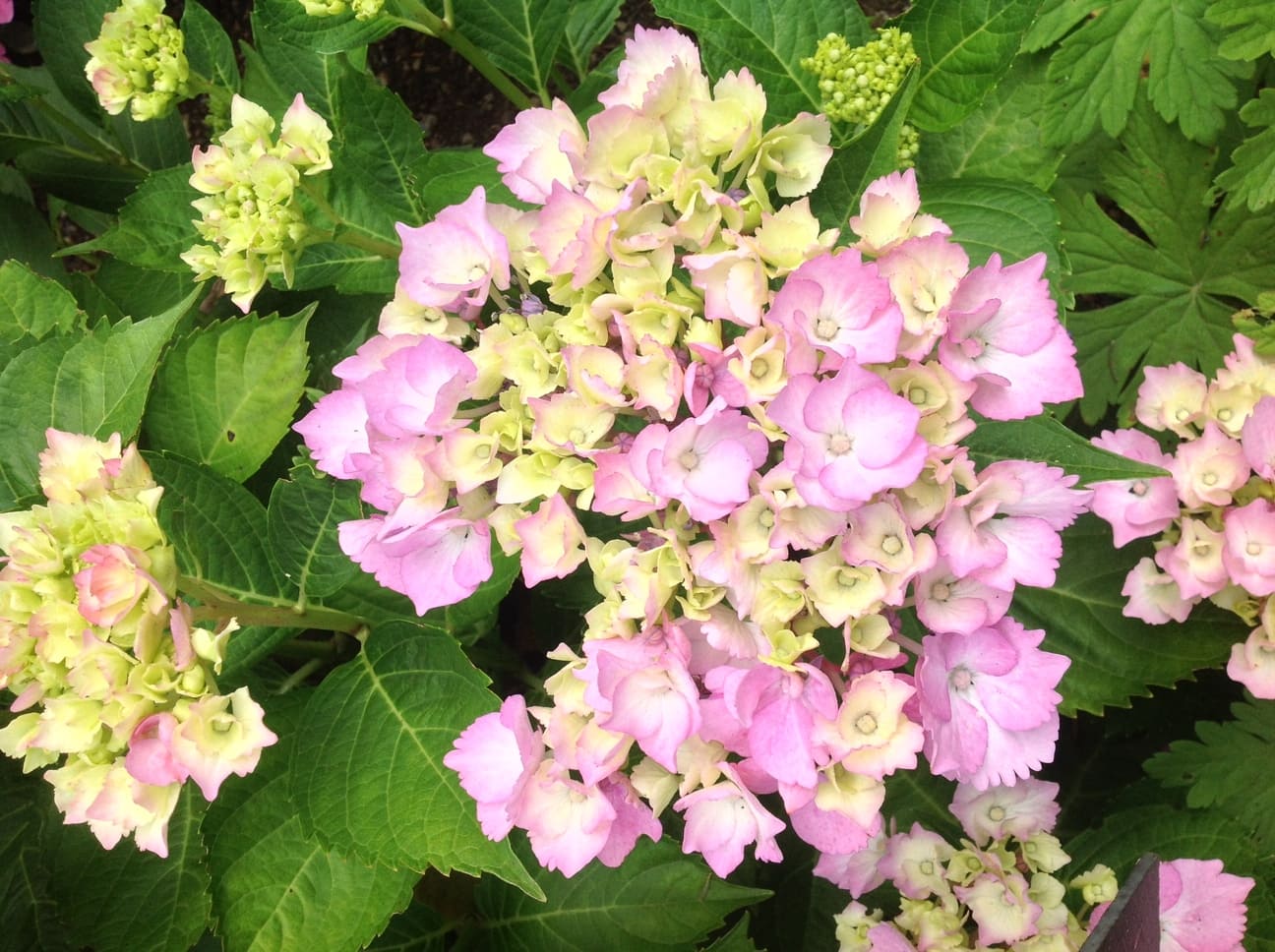 Les Hortensias du Haut Bois Eric Pellerin hortensia macrophylla