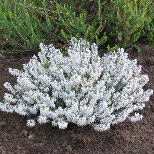 Bakker Bruyère d'hiver Snowbelle plante vivace pot 8 cm