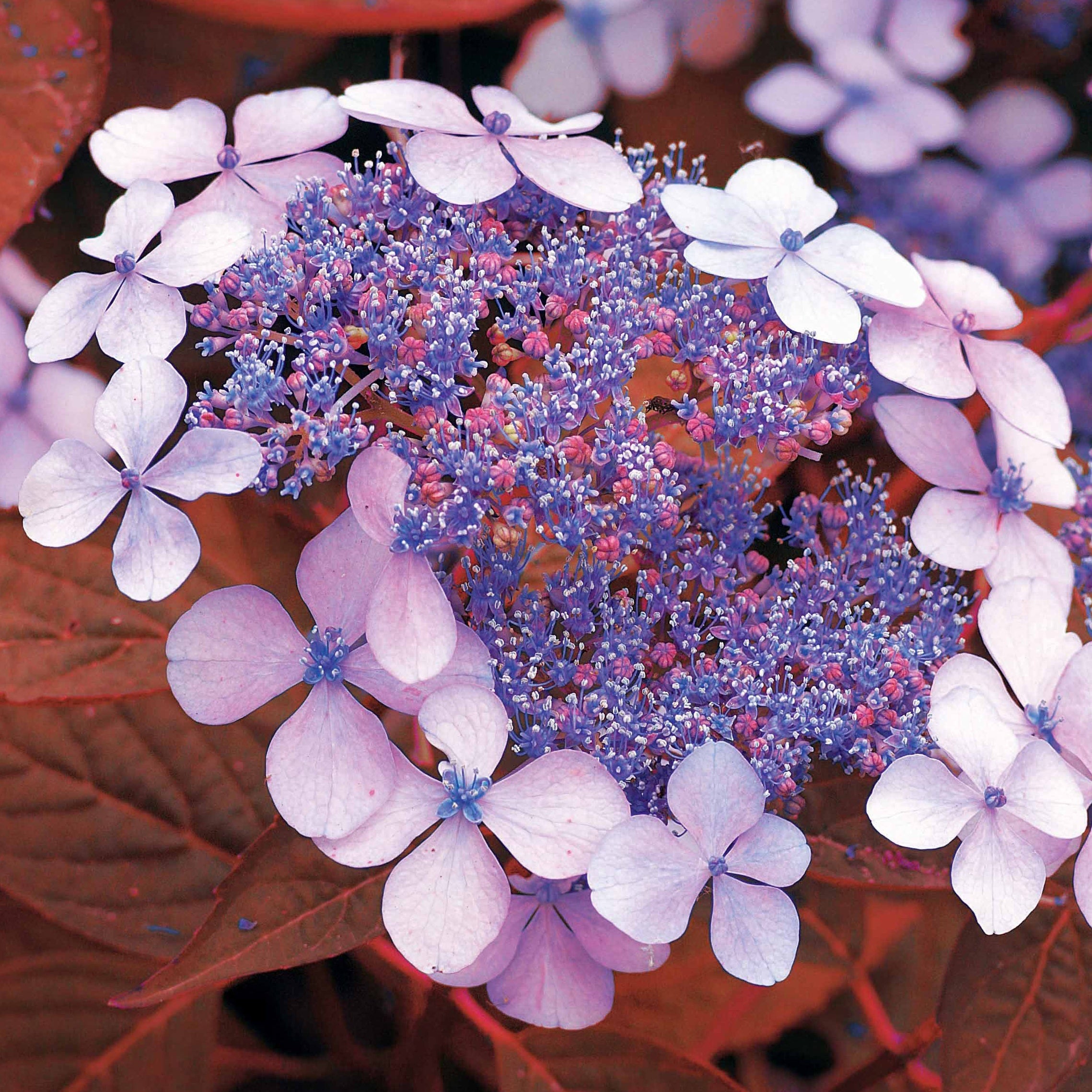 Bakker Été indien hortensia pot 13 cm rose 15-20 cm