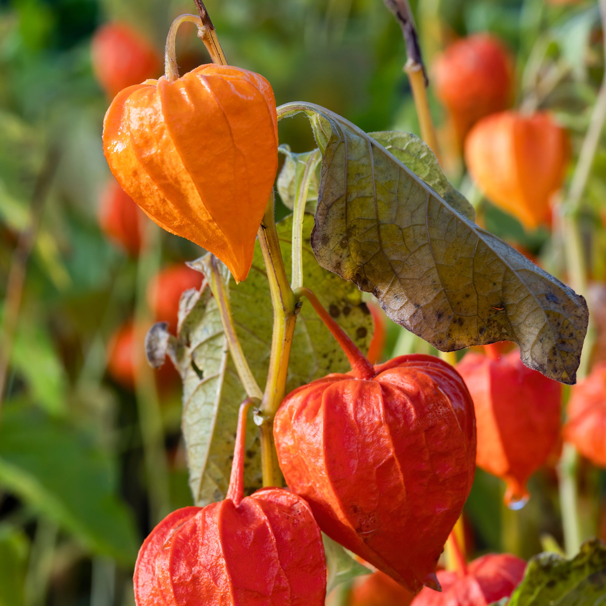 Bakker Plantes vivaces Physalis franchetii plante vivace pot 9cm lampions orange