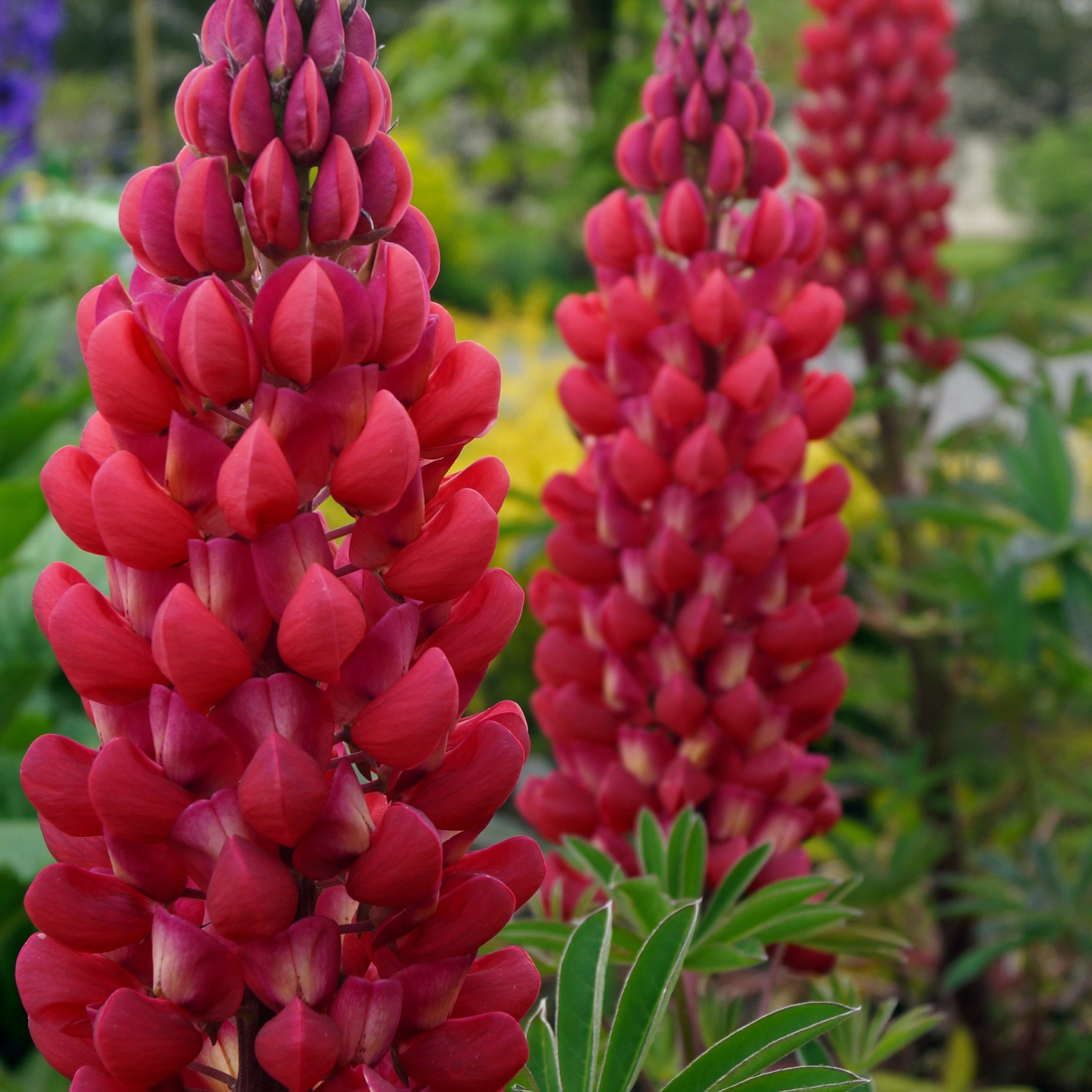 Bakker Plantes vivaces Lupins rouges paquet 3 racines nues