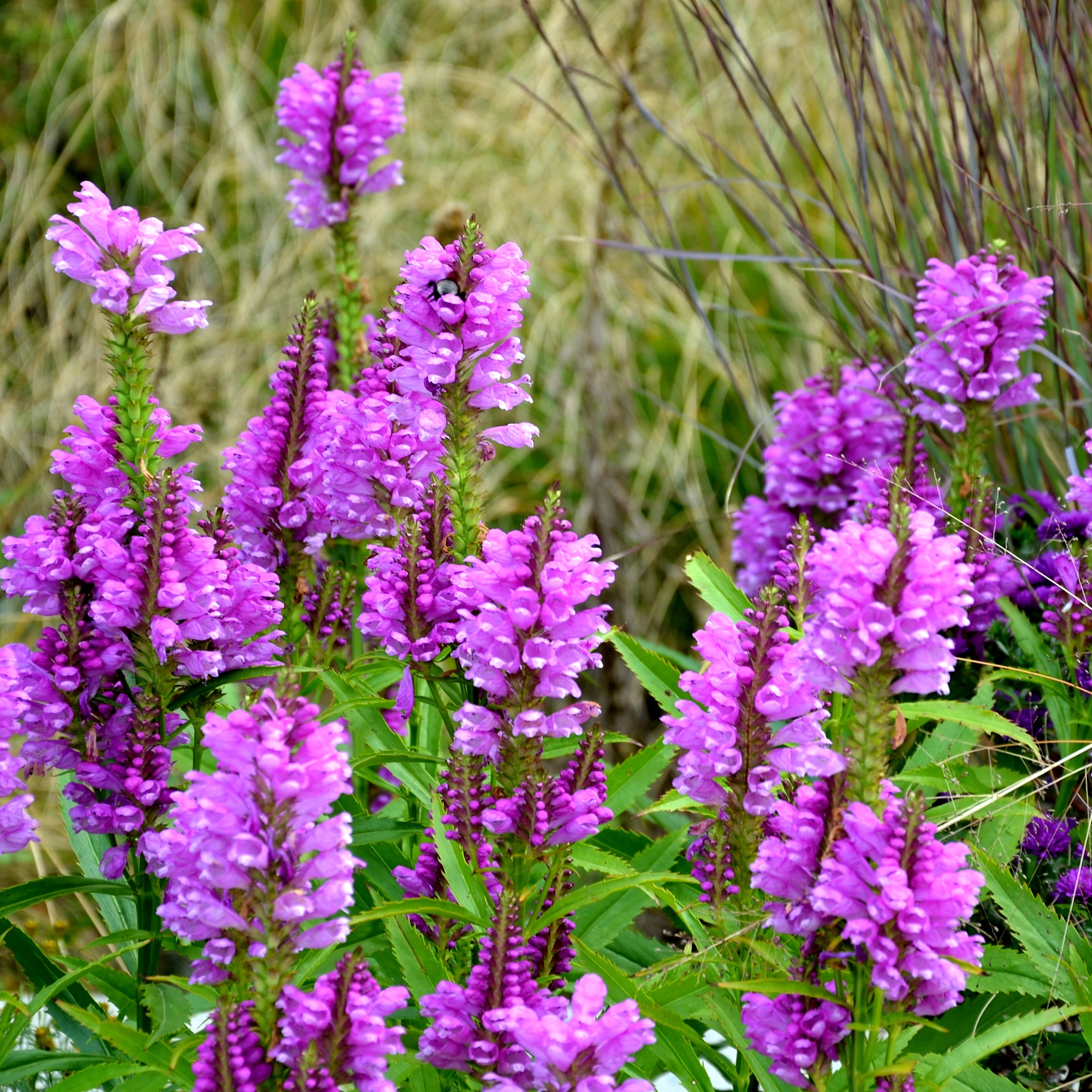 Bakker Cataleptique Vivid physostegia vivace pot Ø 9 fuchsia