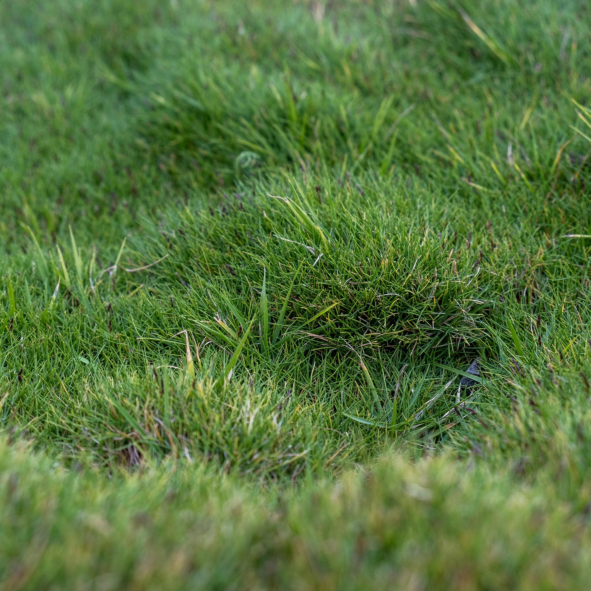 Bakker Zoysia tenuifolia gazon Mascareignes pot vert