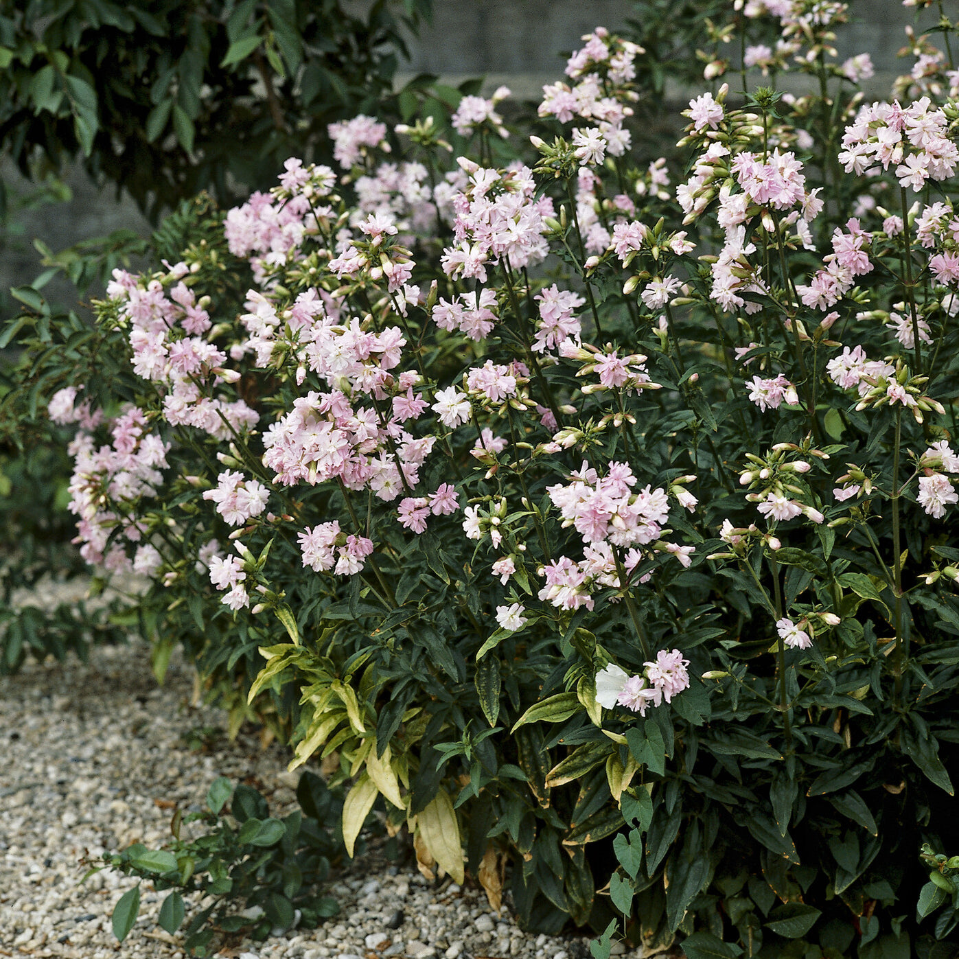 Bakker Saponaire officinale rose vivace rose pot 9cm