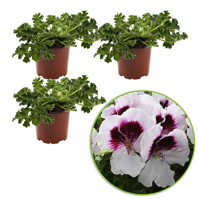 Bakker Mosquitaway Lizzy pélargonium odorant 3 pots Ø10,5cm blanc