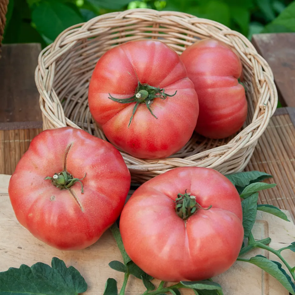 Bakker Tomate Rose de Berne graines sachet 0,1g 30 graines