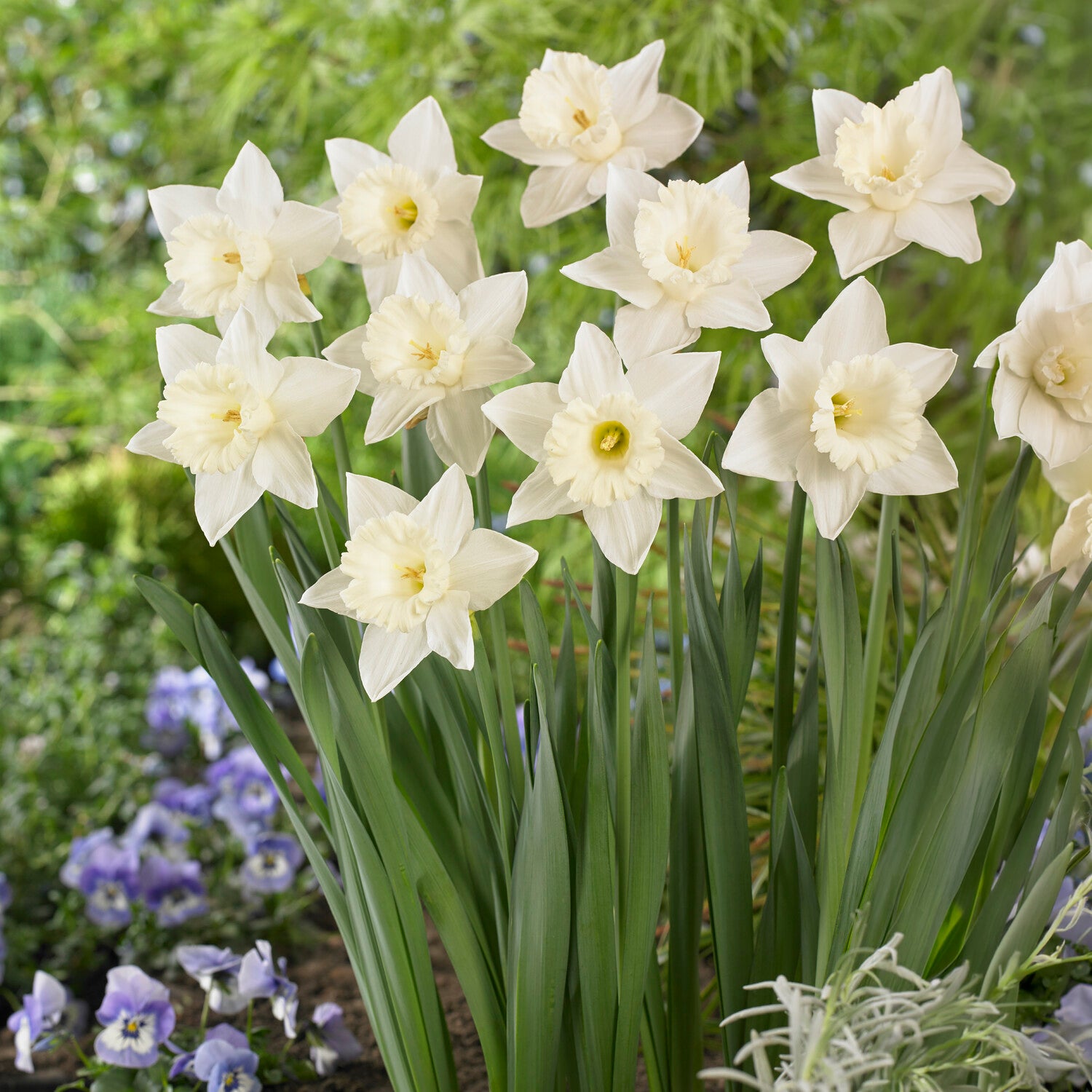 Bakker Narcisse Mount Hood bulbe x5 blanc