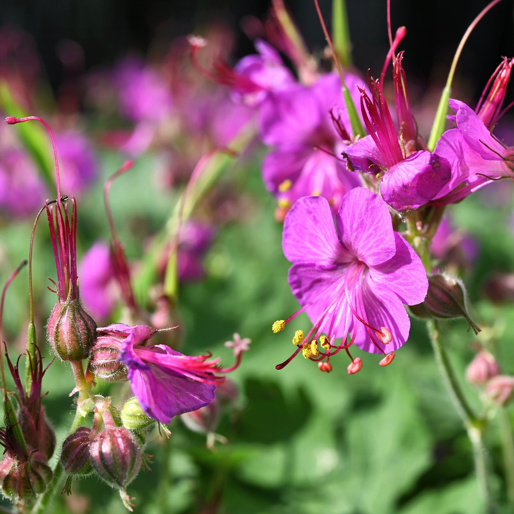 Bakker Vivaces Géranium macrorrhizum violet pot 8cm
