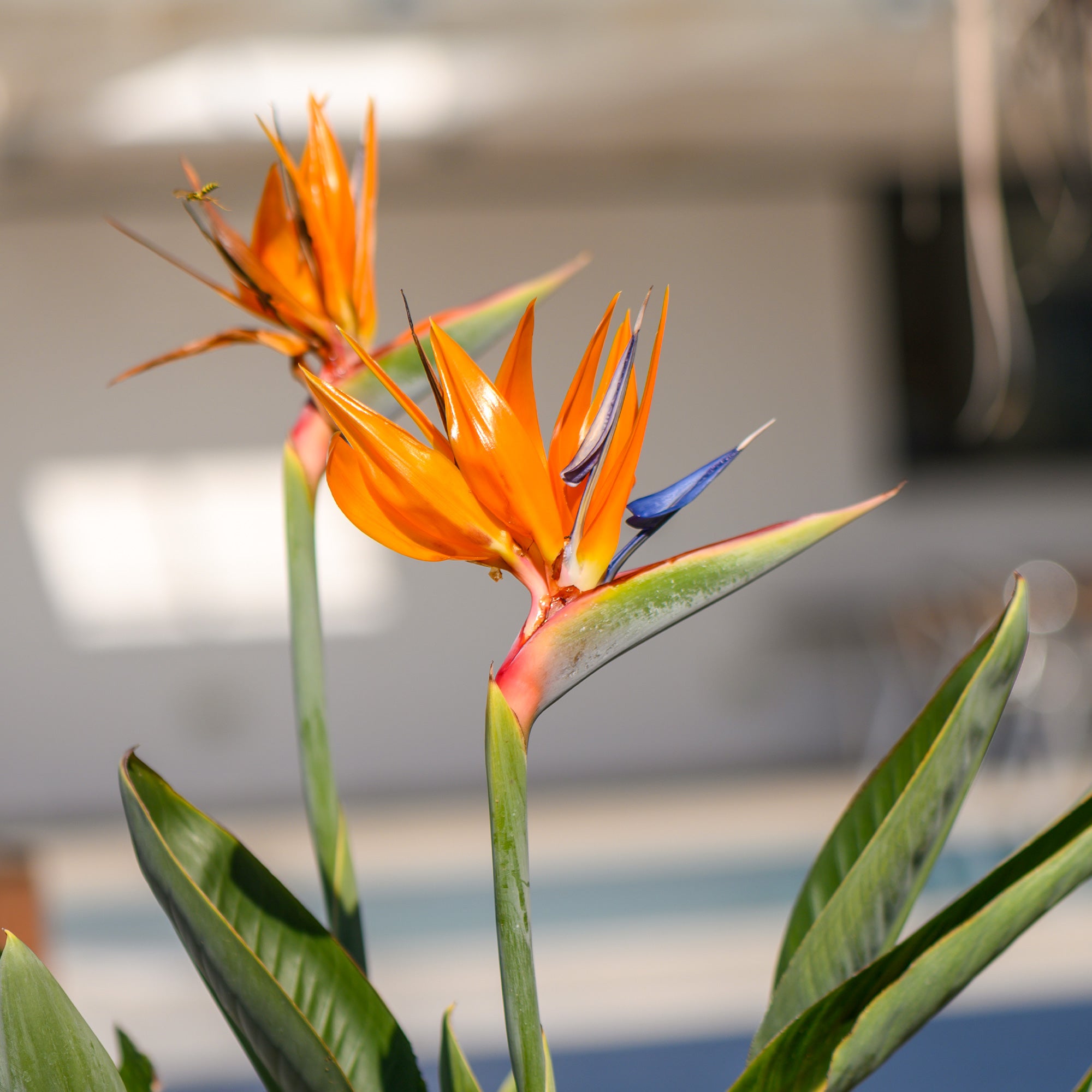 Bakker Strelitzia reginae humilis oiseau paradis pot 13 cm 35 cm