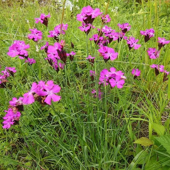 Dianthus carthusianorum œillet des Chartreux plante godet
