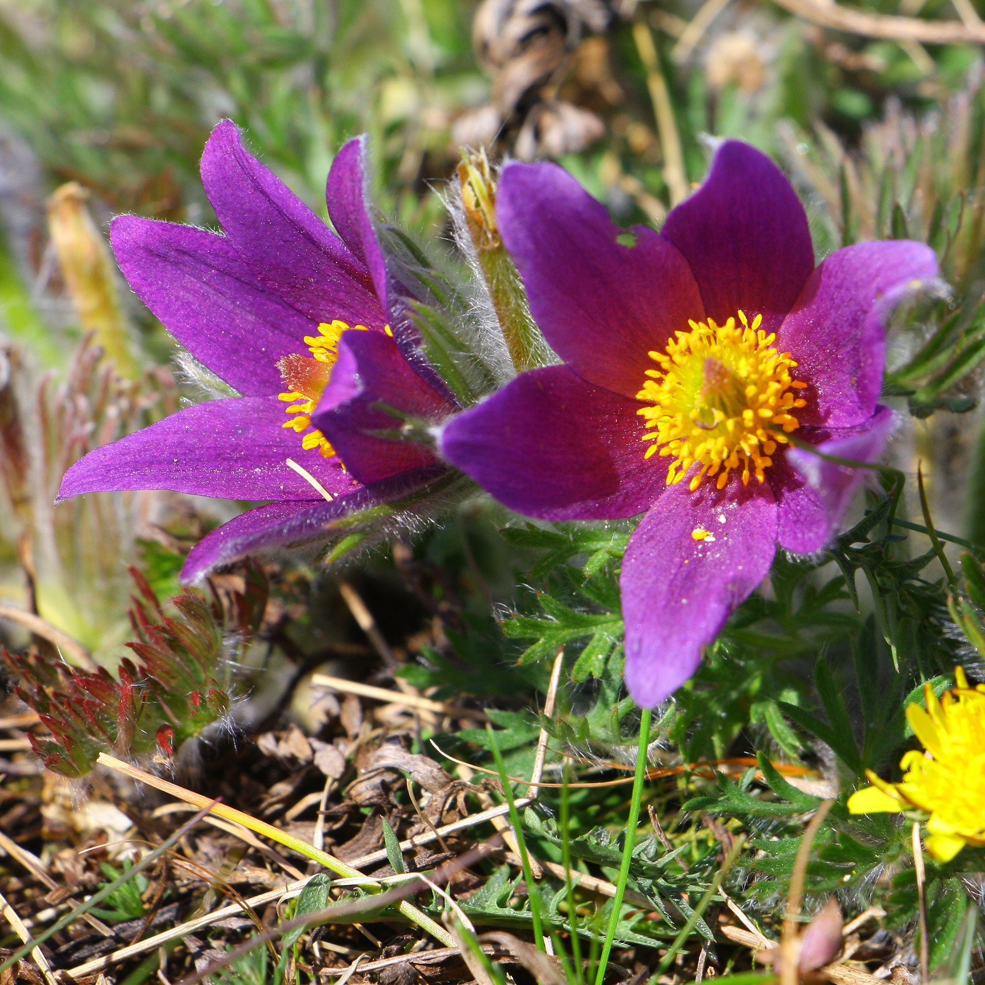 Bakker Plantes vivaces Anémone pulsatille fleur violette pot 9cm