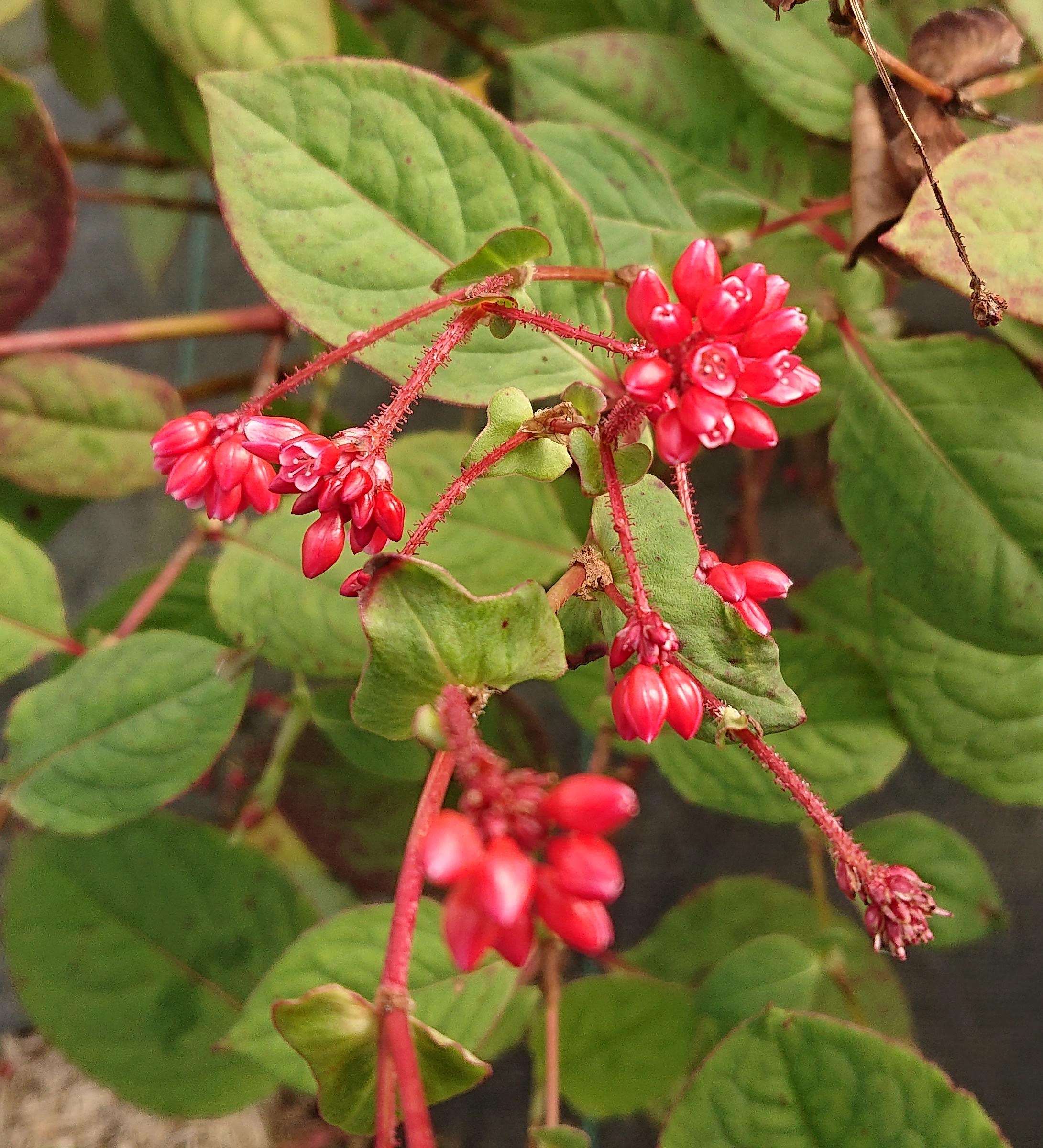 Passion Vivaces PERSICARIA Indian Summer plante rouge corail