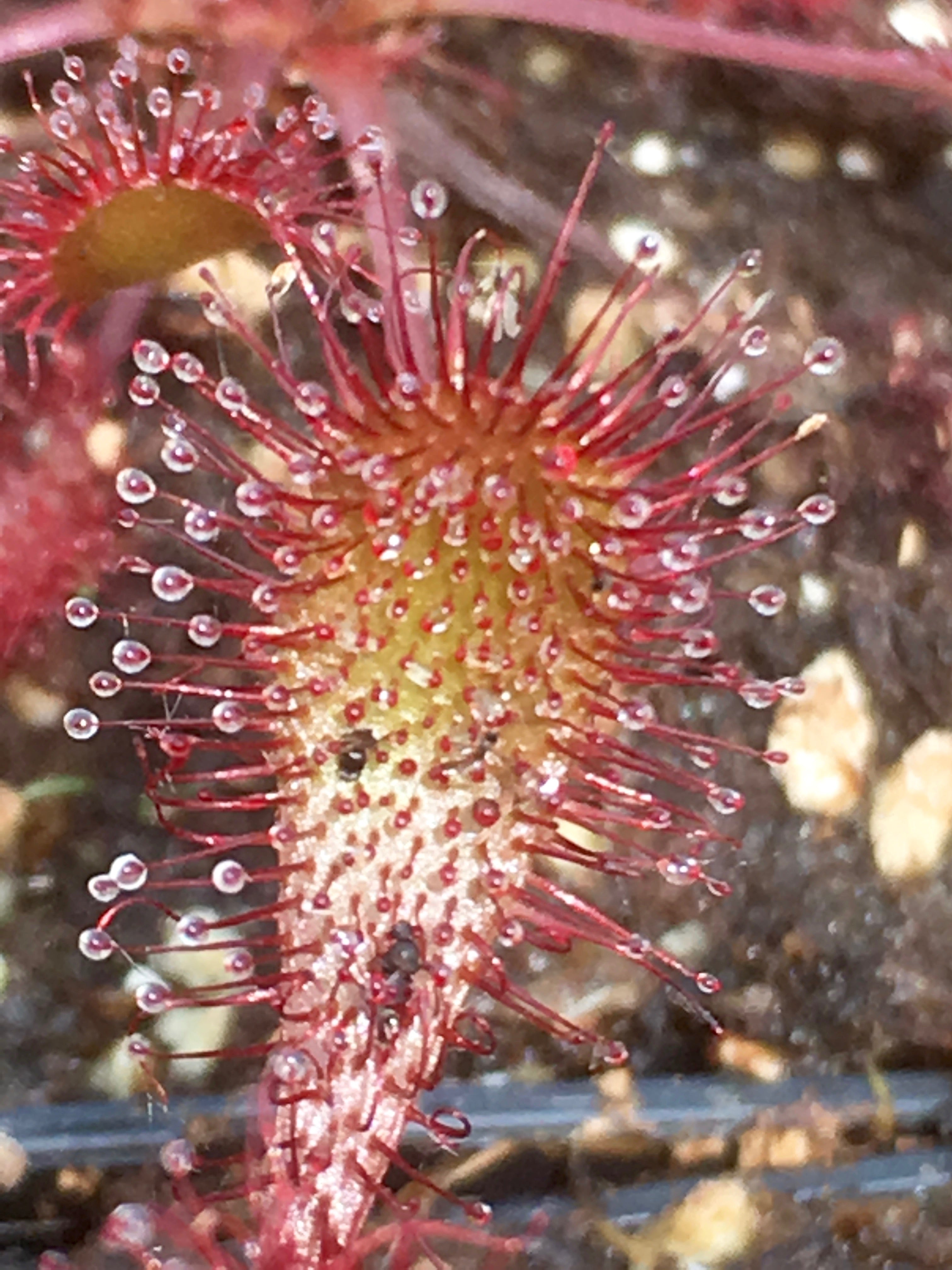 Carniflore Drosera x obovata plante carnivore pot 9cm fleur blanche