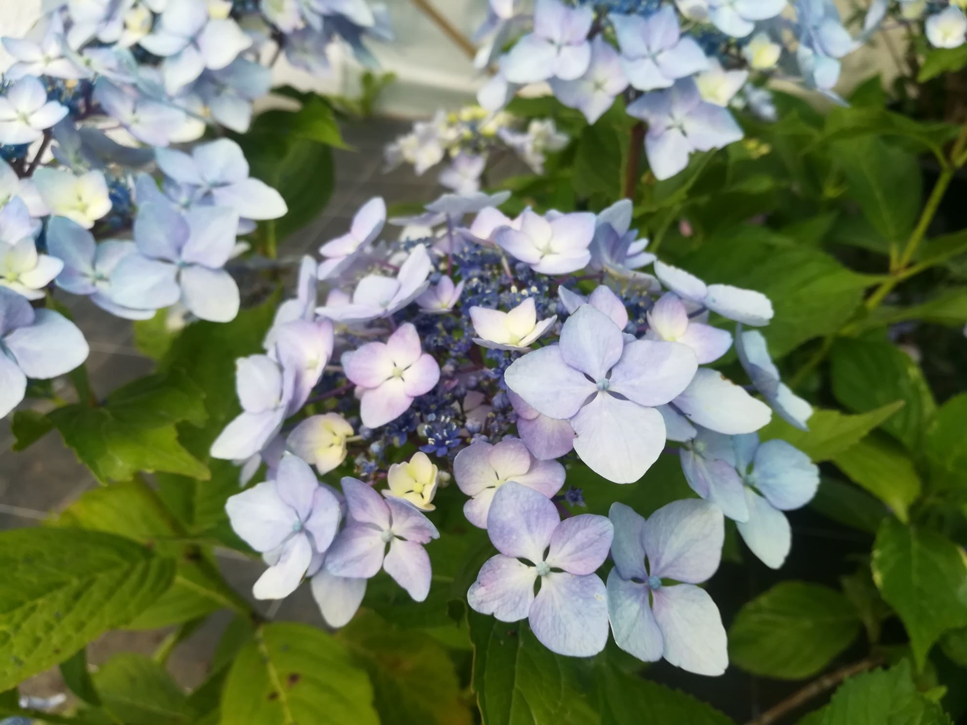 Les Hortensias du Haut Bois Ticino hortensia boule rose
