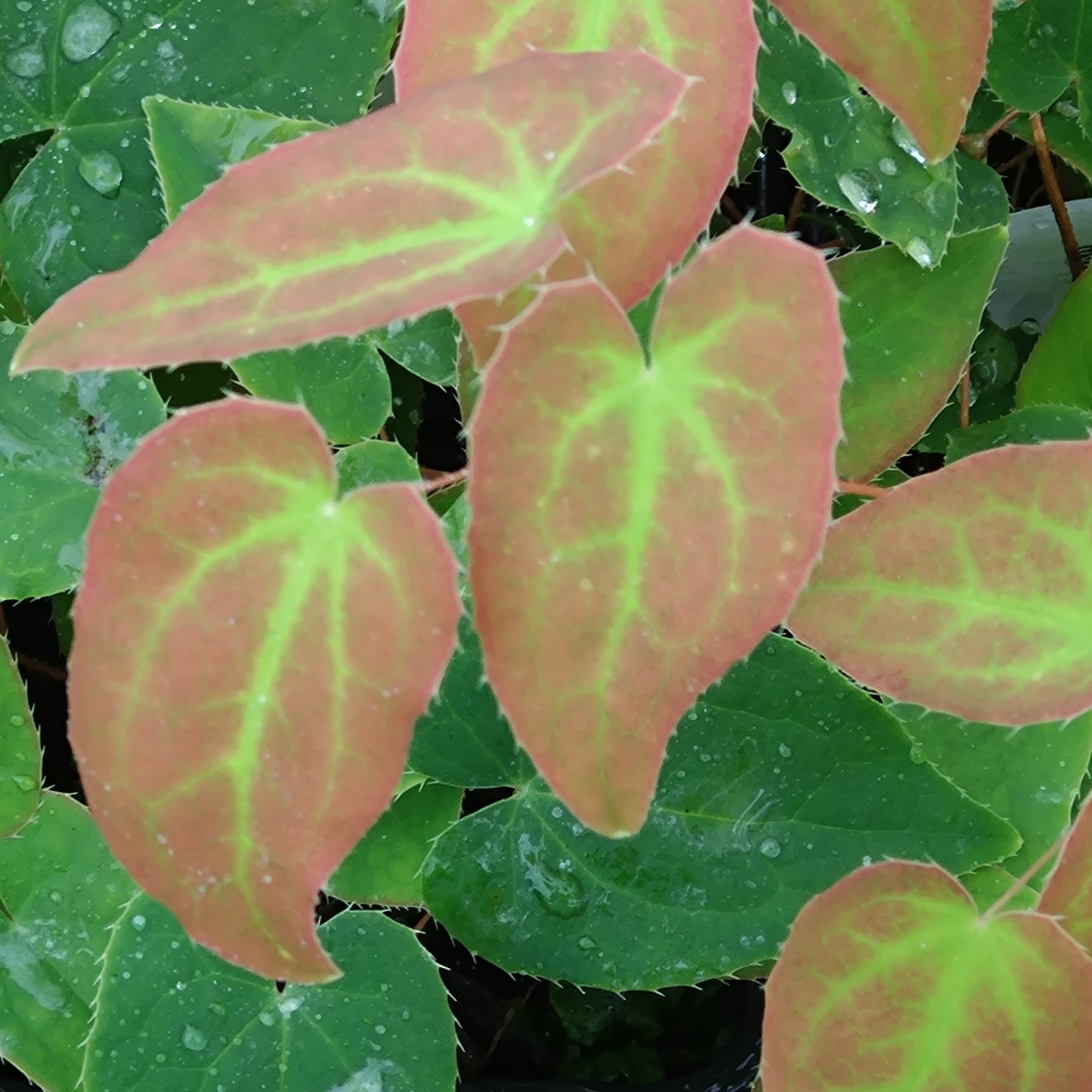 Passion Vivaces Epimedium versicolor Cupreum plante vivace pot 1L ombre