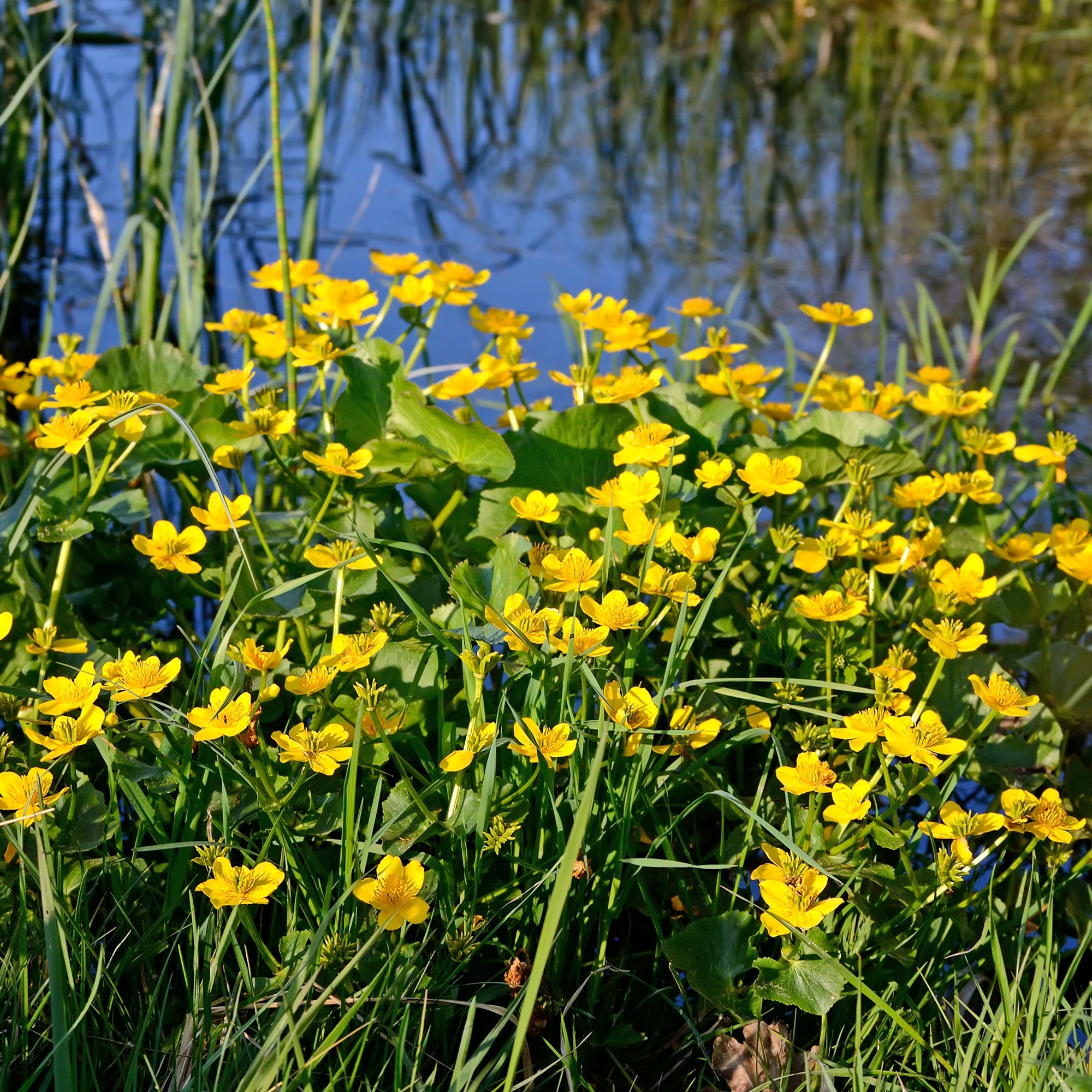Bakker Plantes de bassin Populage des marais souci d’eau pot jaune