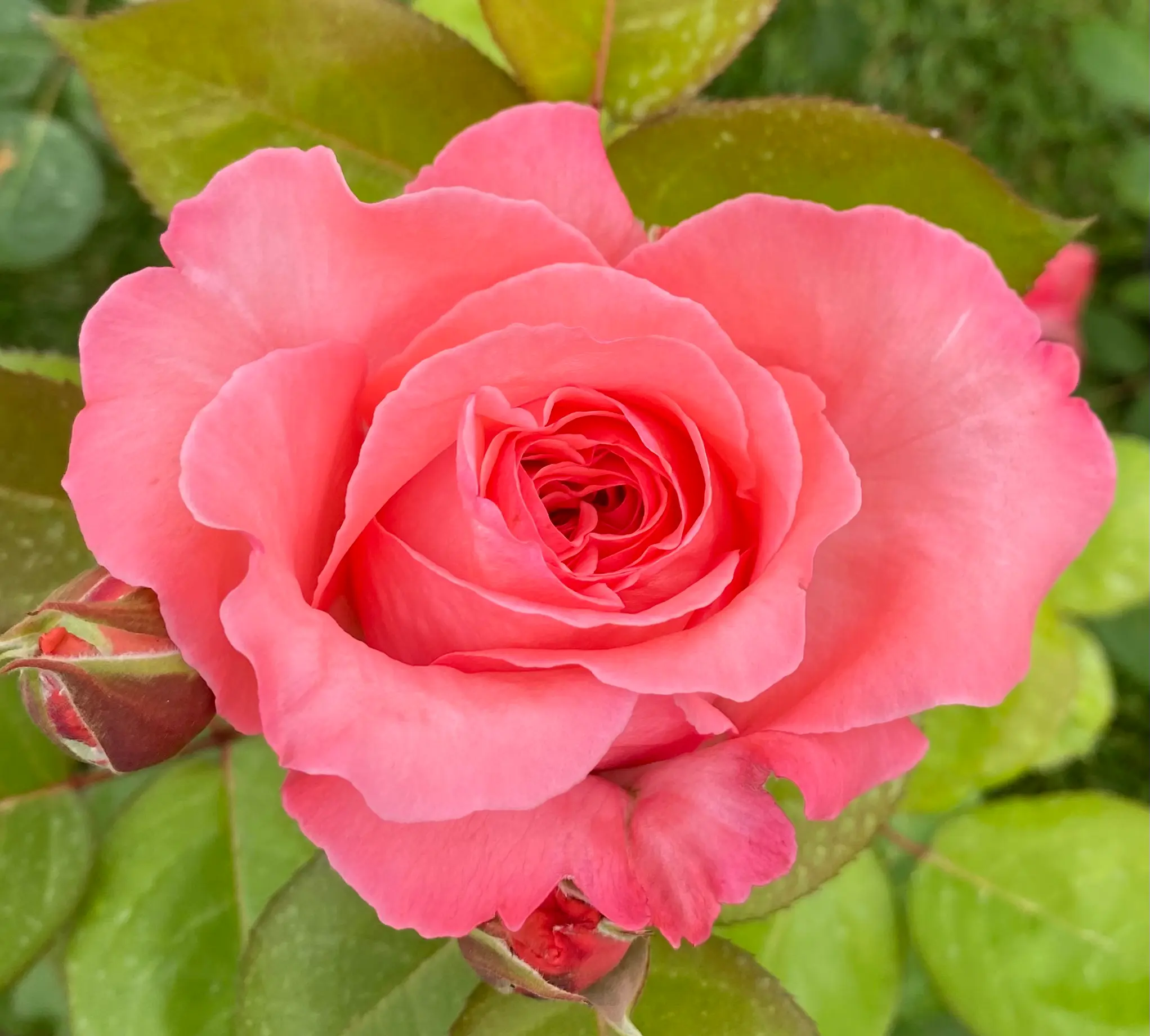 Michel Adam Marie Caroline rosier rose corail