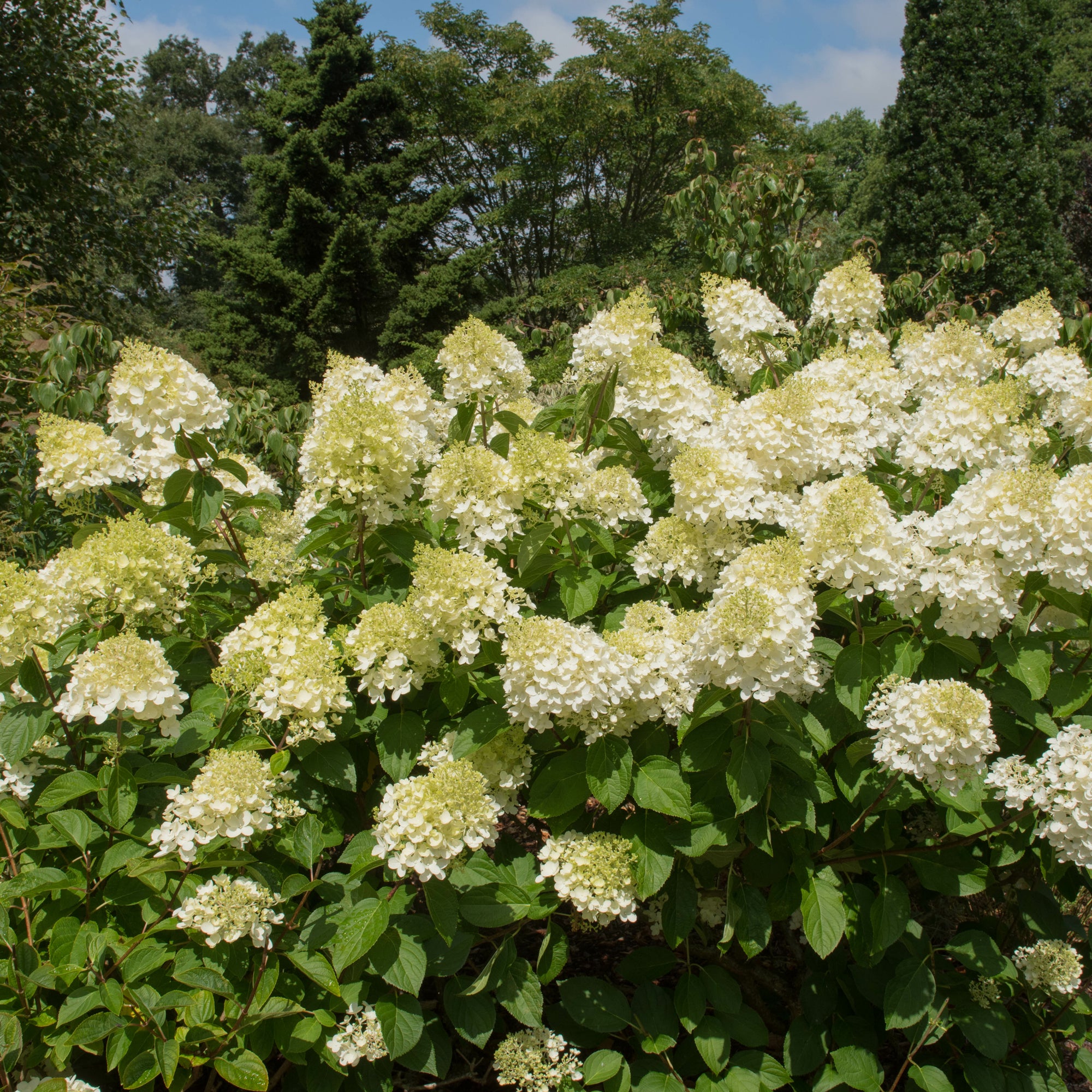 Bakker Hortensia paniculé Silver Dollar arbuste lot 2 pots 3L