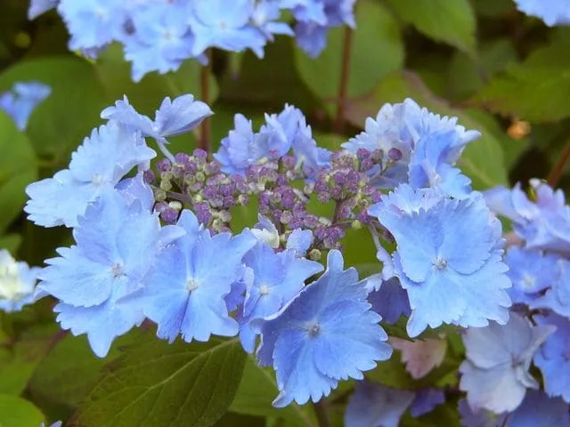 Les Hortensias du Haut Bois Cap Sizun hortensia serrata