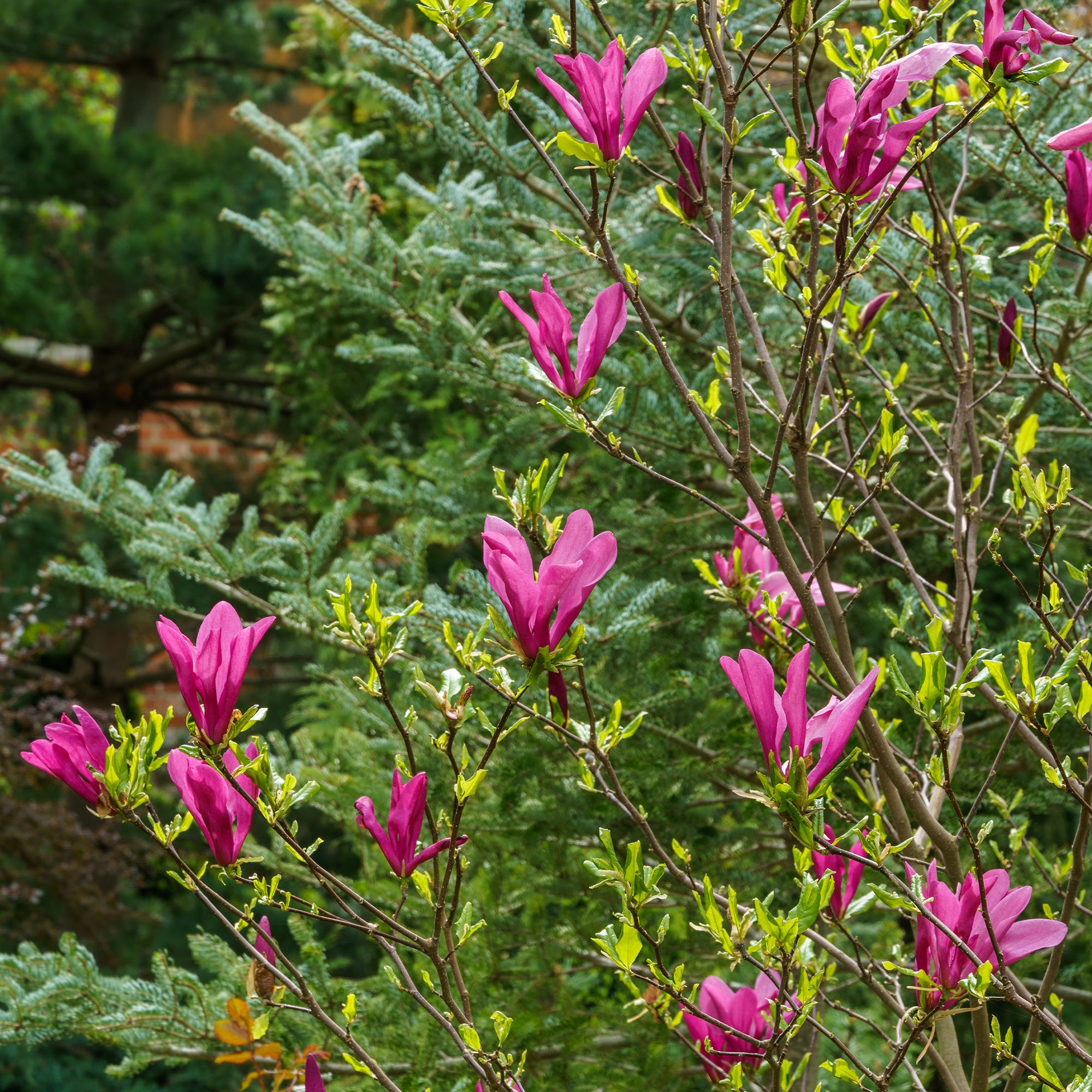 Bakker Magnolia Susan arbuste pot 2L 40-50cm fuchsia