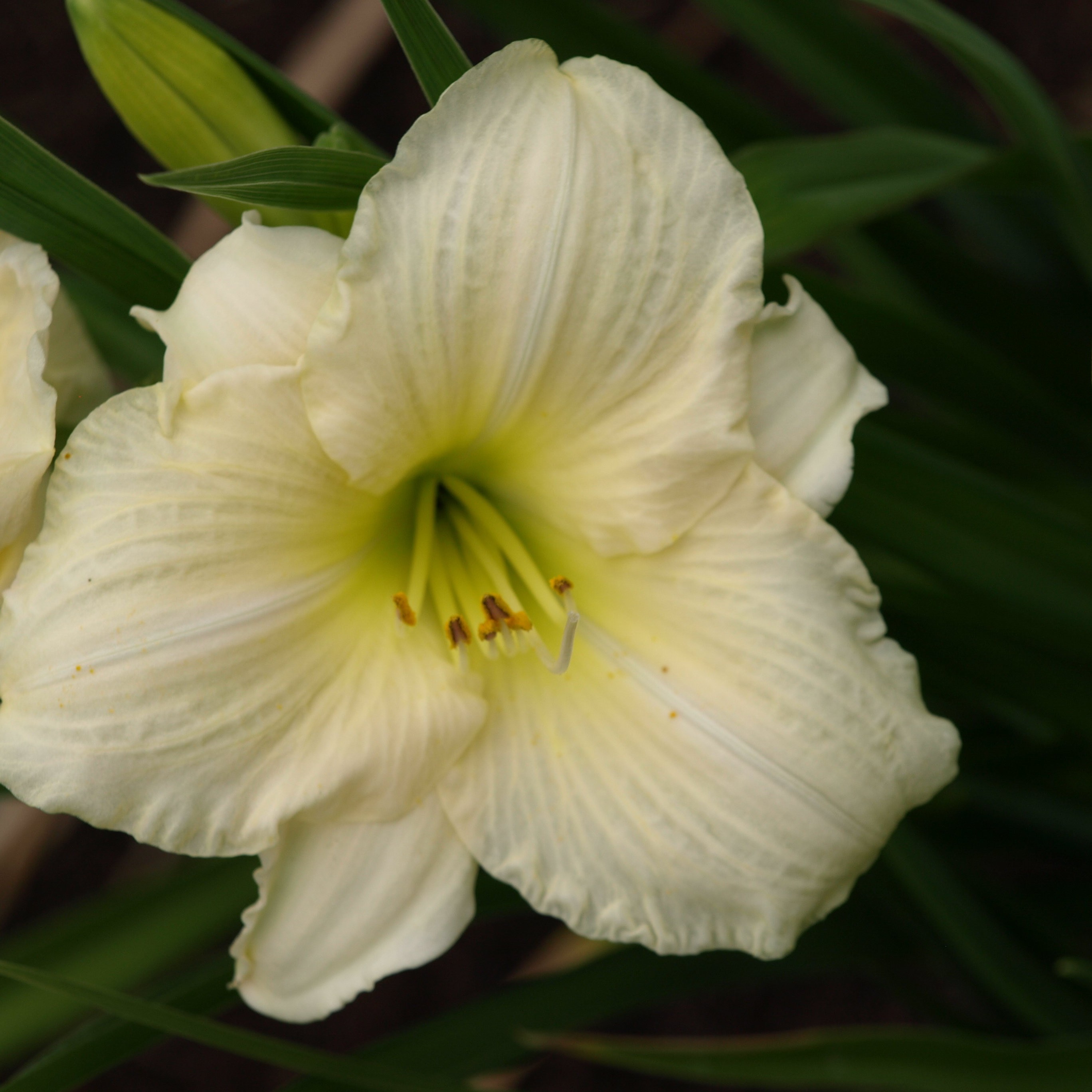 Passion Vivaces Hemerocallis Joan Senior vivace godet 1 L blanc