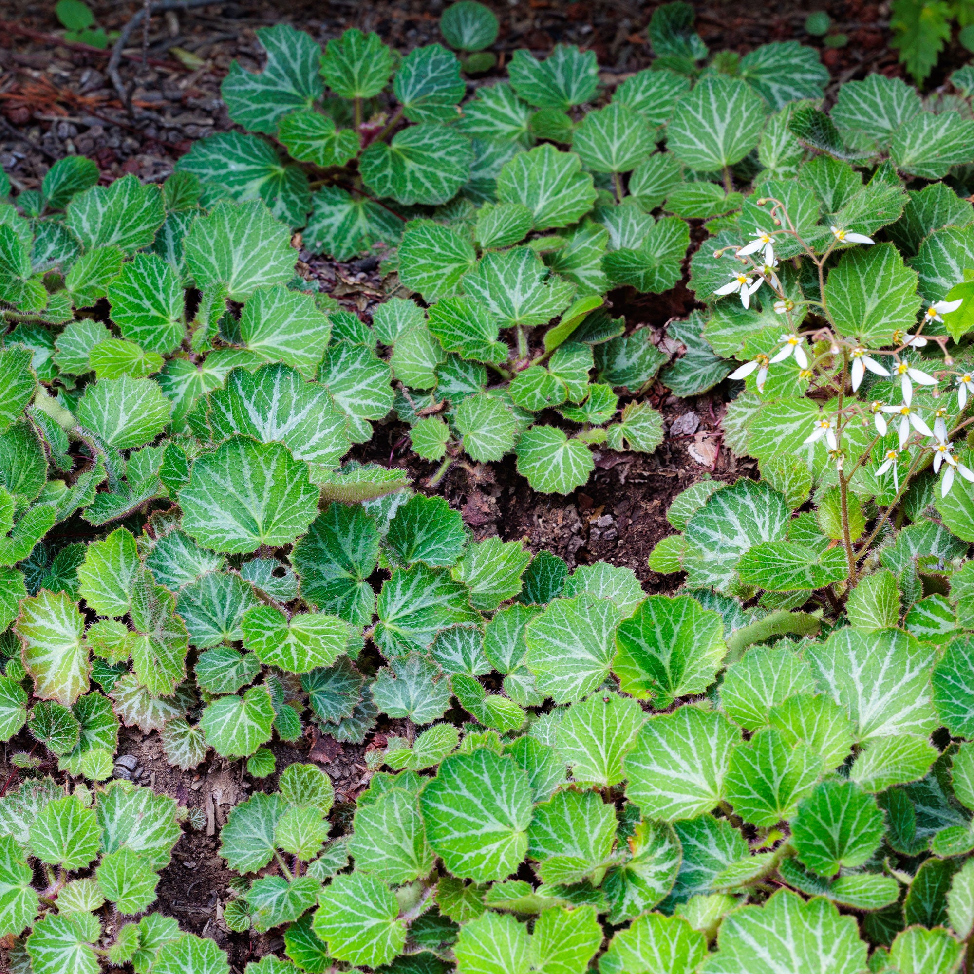 Bakker Plantes vivaces Saxifrage Cuscutiformis pot 9 cm blanc