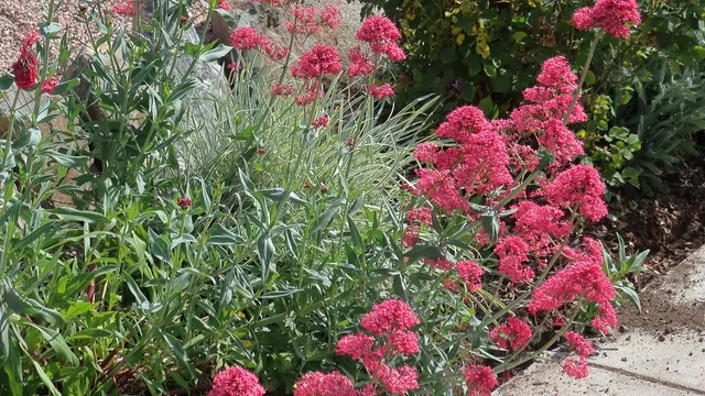 Passion Vivaces Centranthus ruber Coccineus plante vivace godet