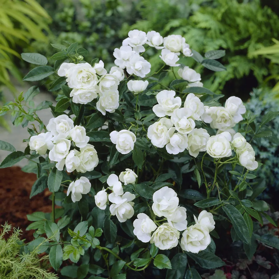 Bakker Rosiers Fête des Mères blanc rosier pot 3L parfumé