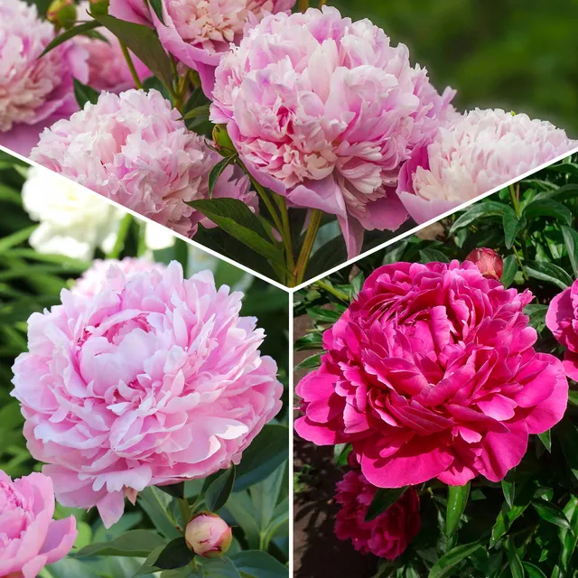 Bakker Trio pivoines roses rouges 3 racines nues parfumées