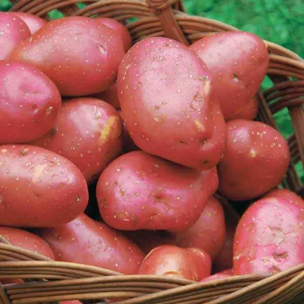 Bakker Pomme de terre Rouge des Flandres 10 plants