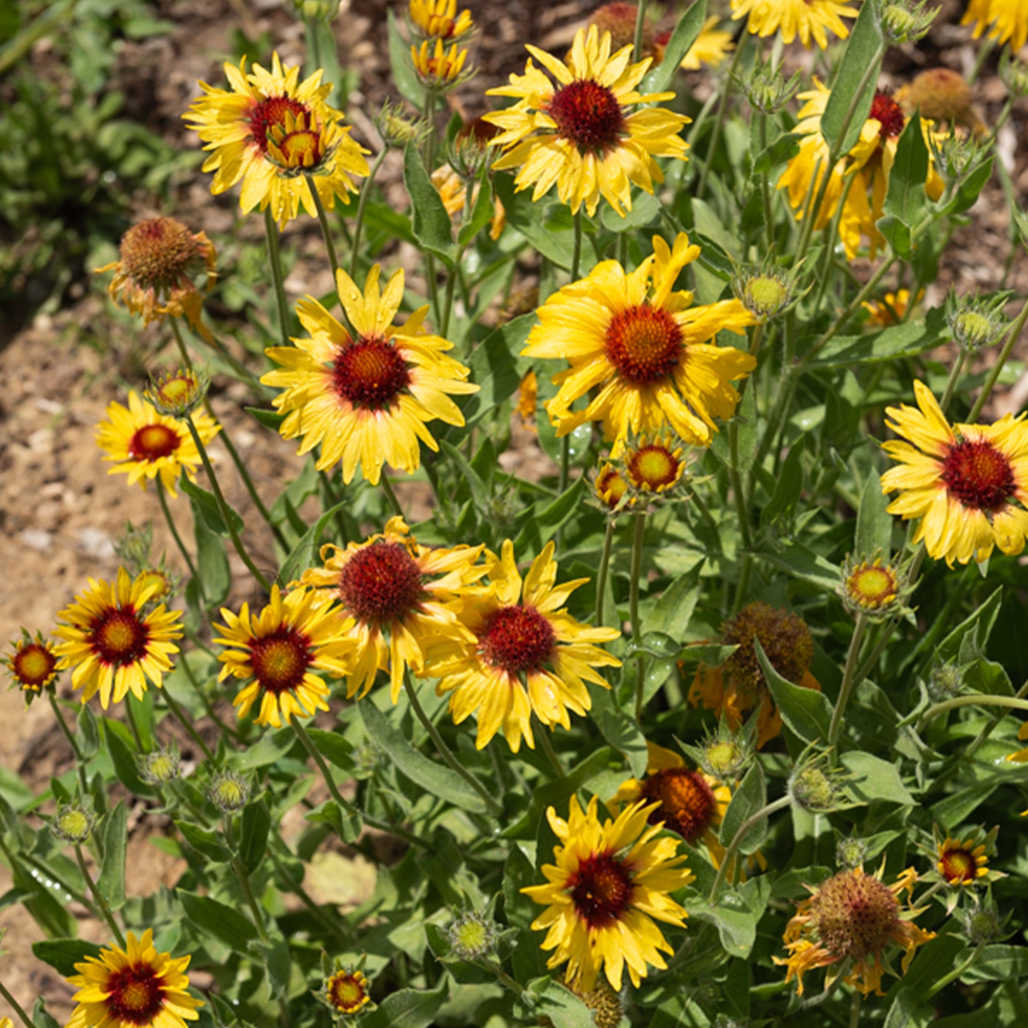 Bakker Plantes vivaces Gaillarde Amber Wheels plante godet 8cm