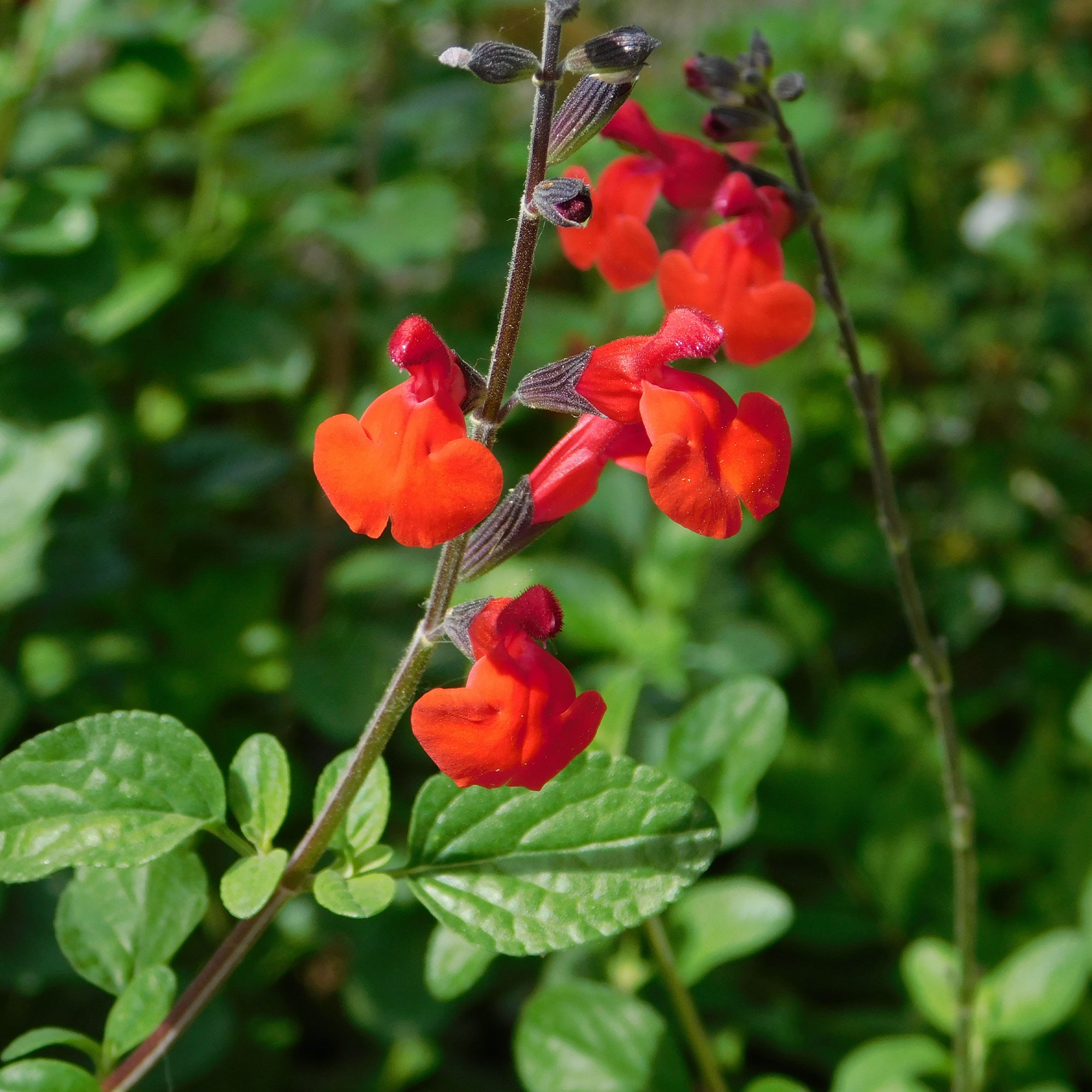 Bakker Sauge Royal Bumble Salvia arbustive rouge pot Ø 9cm