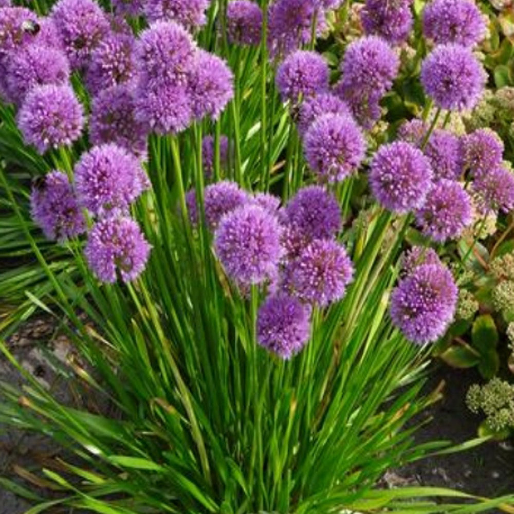 Bakker Millenium ail d'ornement vivace pot Ø9cm violet