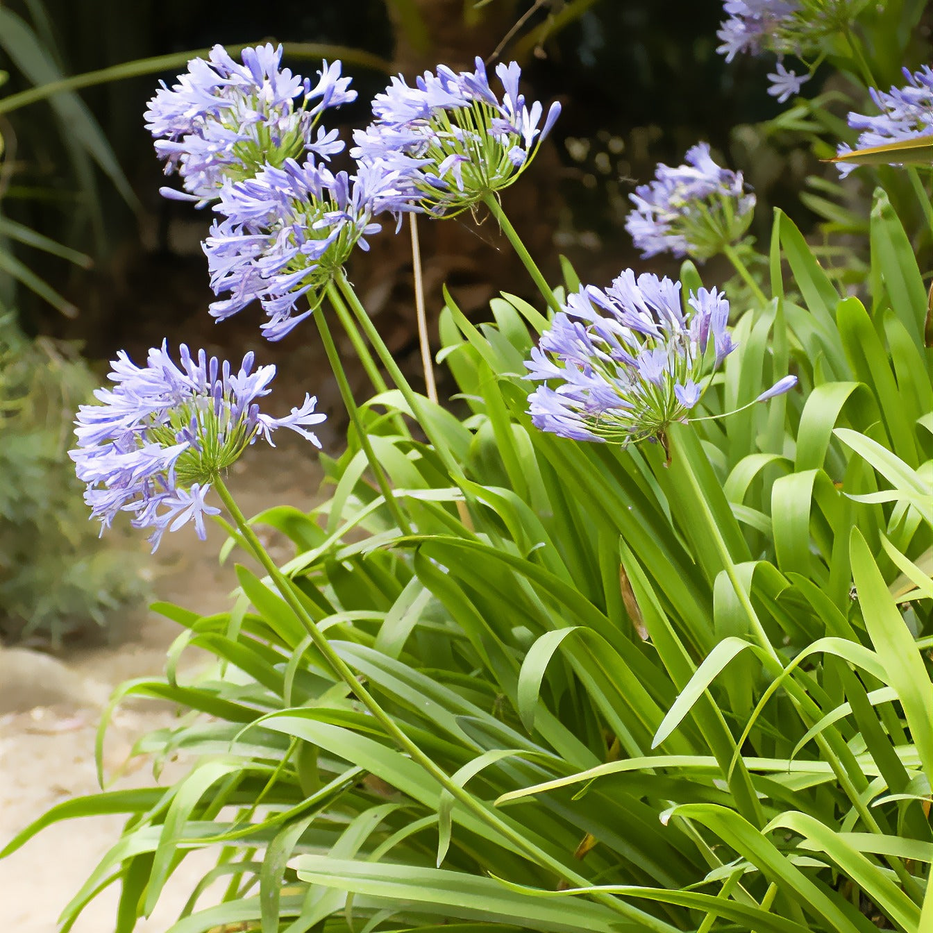 Bakker Agapanthe bleue vivace pot 8cm