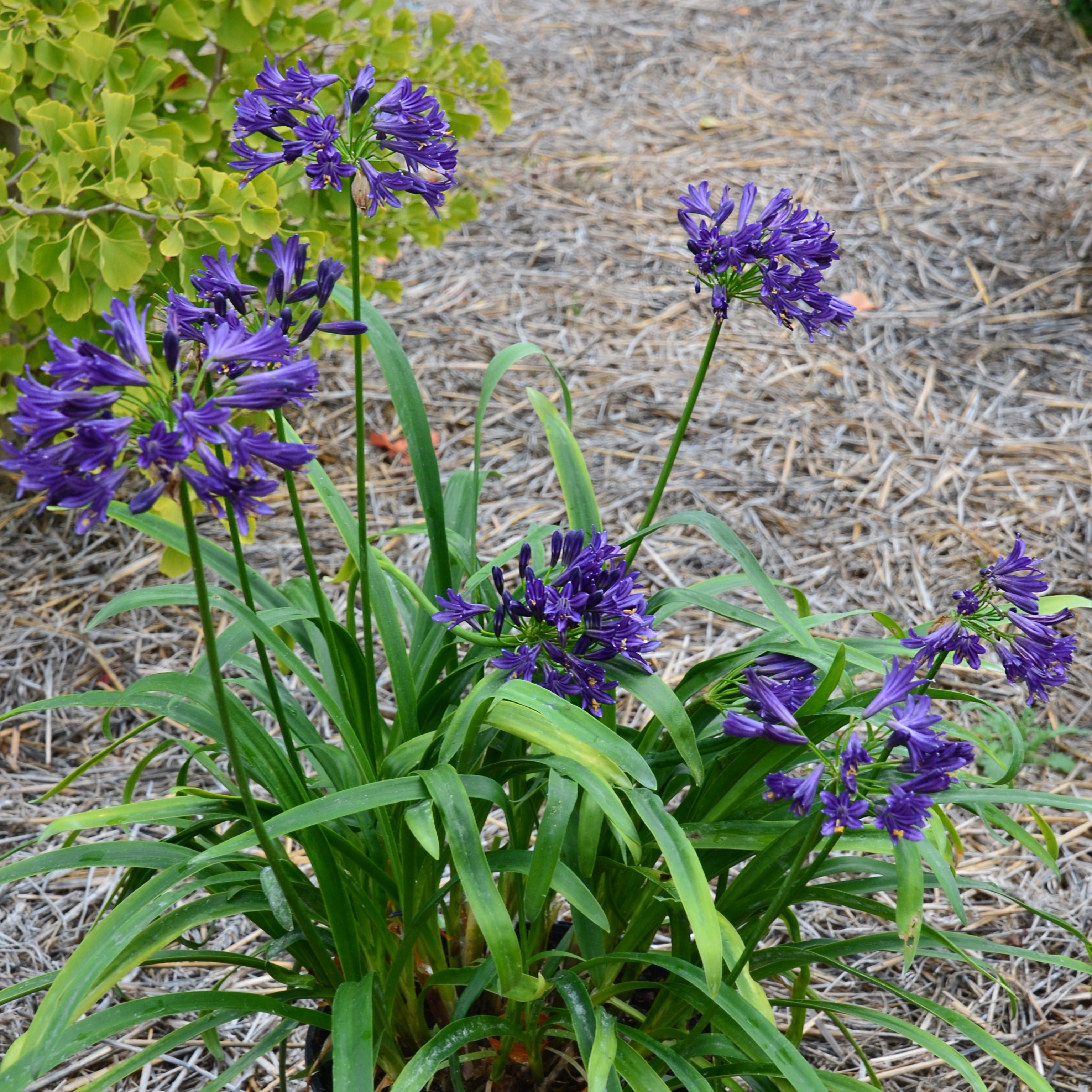 Bakker Agapanthe Pitchoune Violet vivace pot 8cm fleur violette