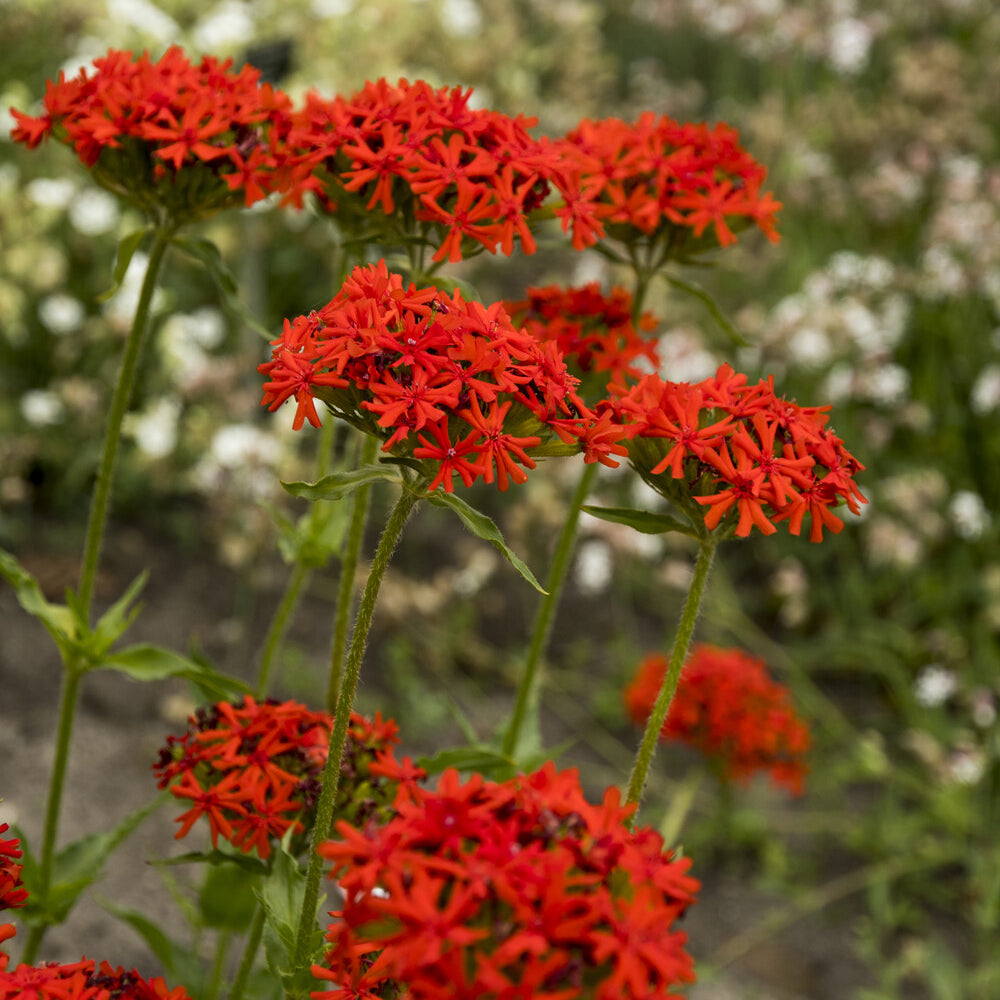 Bakker Morgenrot croix de Jérusalem pot 9cm orange