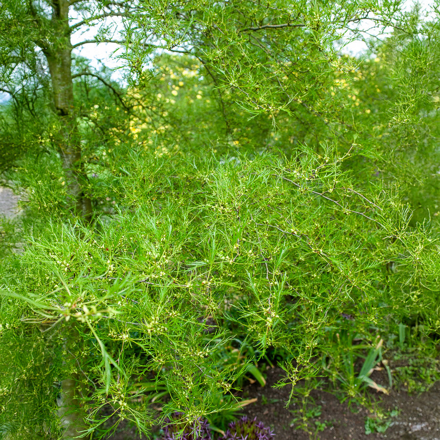 Bakker Aulne glutineux Imperialis arbre pot 3L 100-150cm