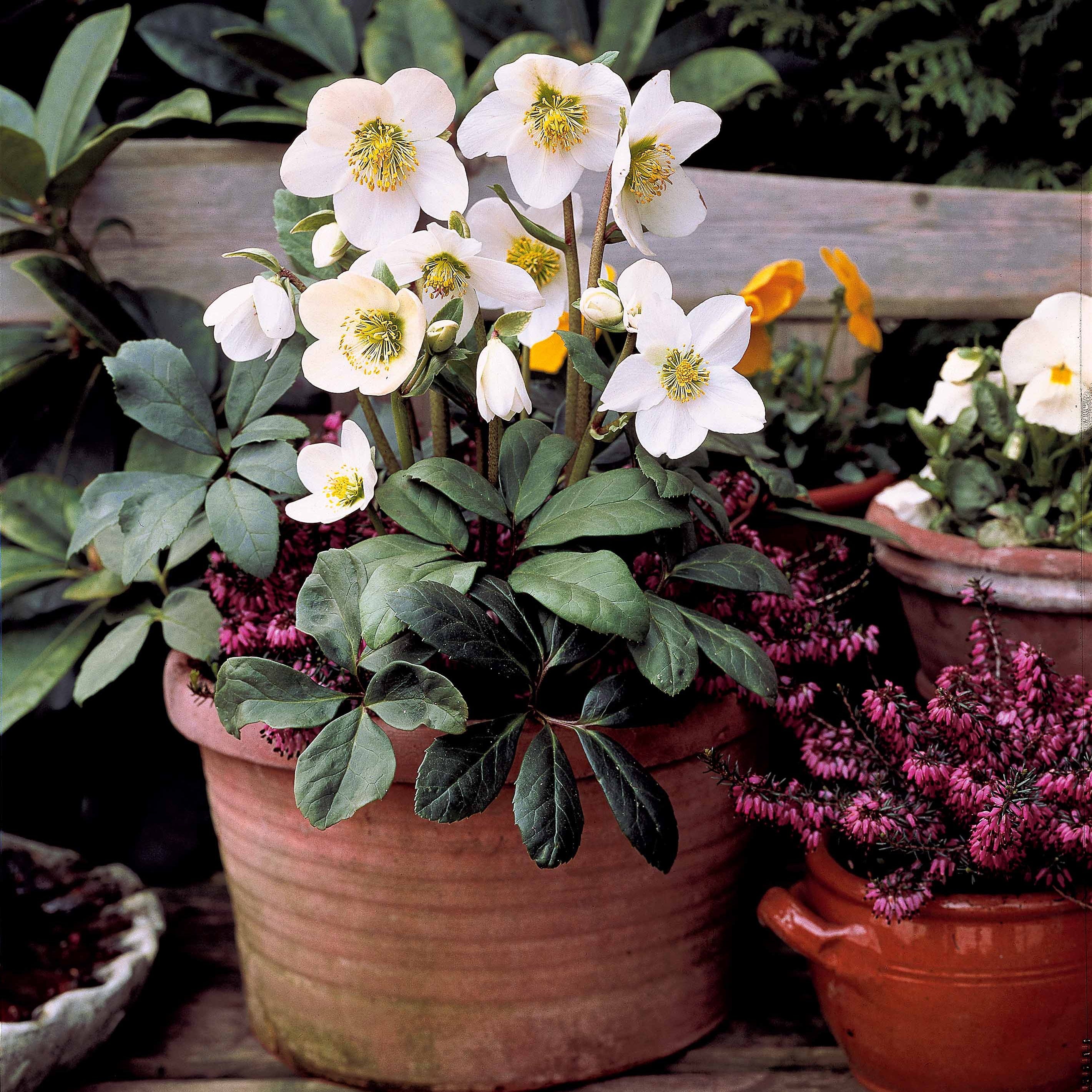 Bakker Bruyères hiver Hellébore 4 pots Ø9cm rouge blanc