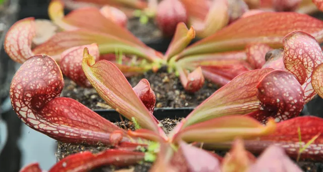 Carniflore Sarracenia psittacina plante carnivore urnes rouges