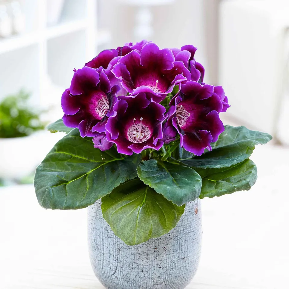 Bakker Gloxinia fleuriste violet plante intérieur pot Ø 12cm