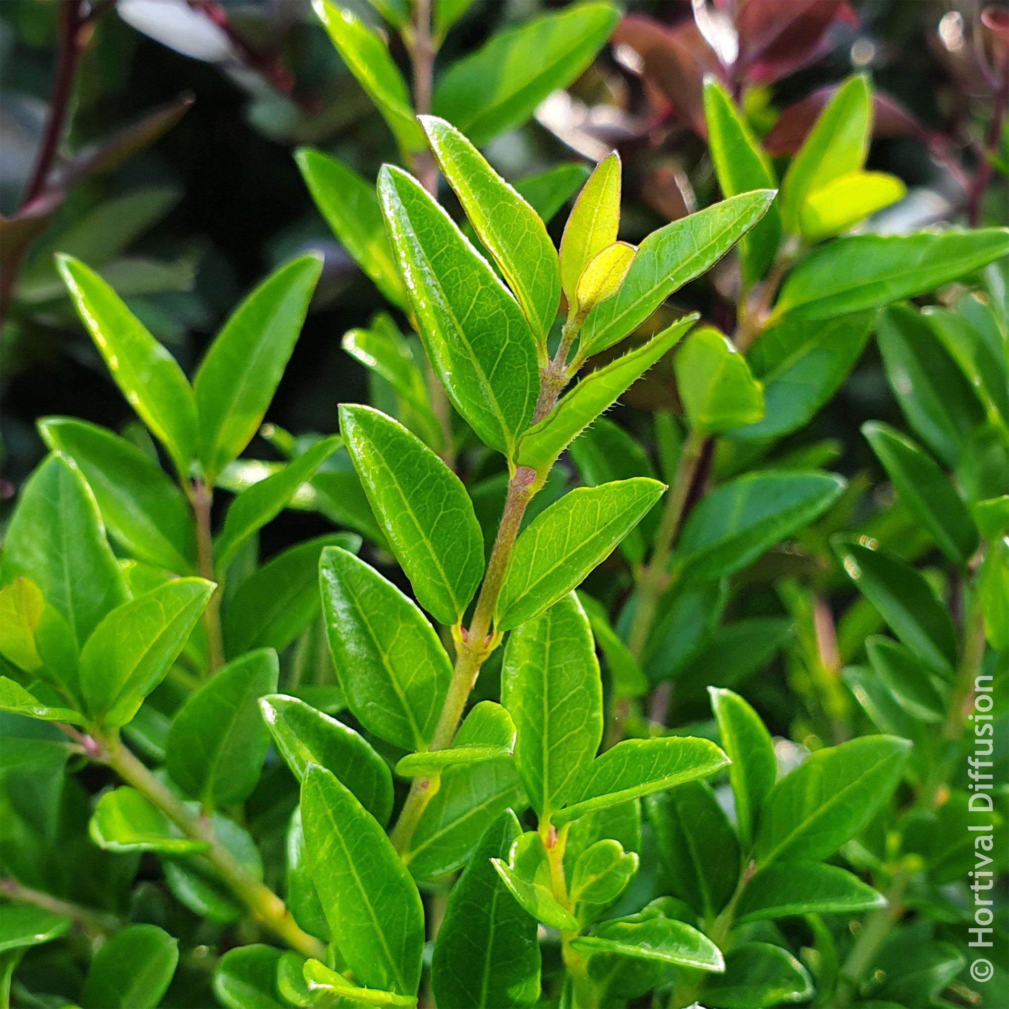 Bakker Green Breeze Chèvrefeuille arbustif pot 4.5L haie