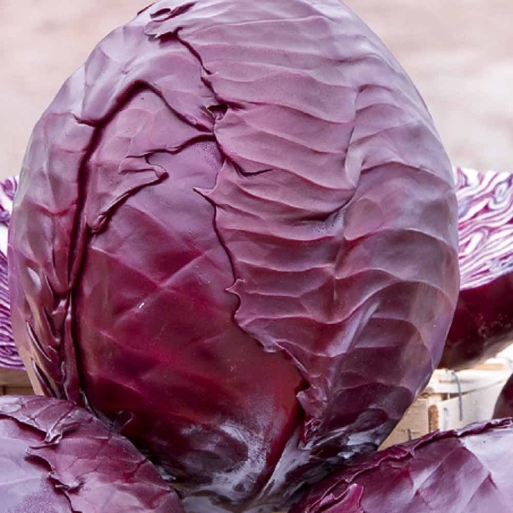 Bakker Chou rouge Langedijker Bewaar 2 graines sachet 275 graines