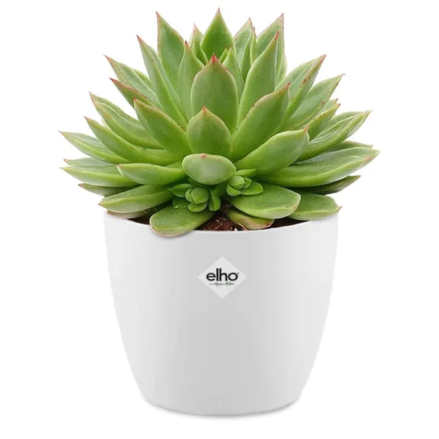 Bakker Echeveria agavoides succulente 2 pots Ø12cm cache-pot