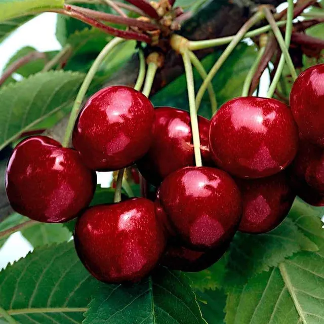 Bakker Fruitiers Cerisier Kordia motte cerise noire tardive