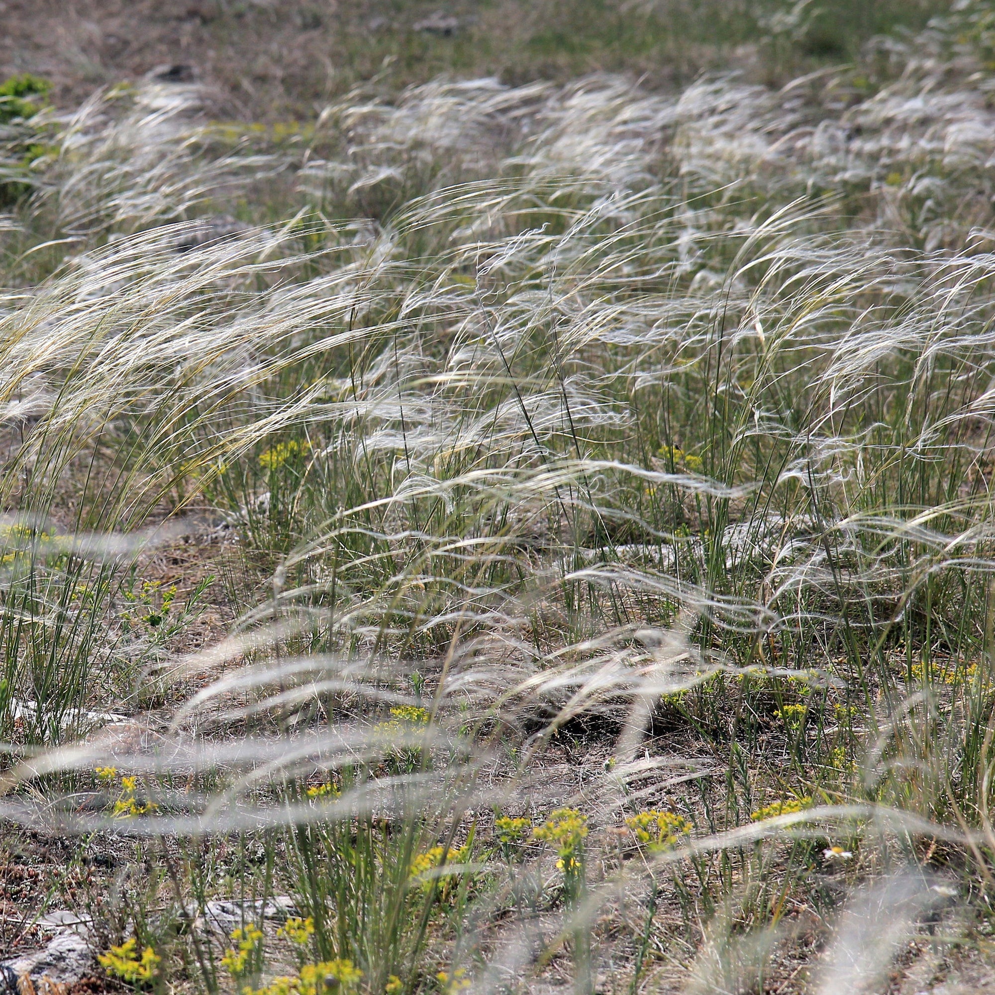 Bakker Stipe admirable Stipa pot Ø9 cm graminée argentée