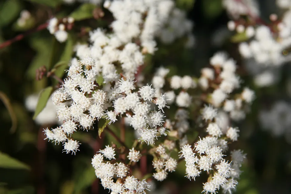 Passion Vivaces Eupatorium Chocolate plante vivace feuillage pourpre