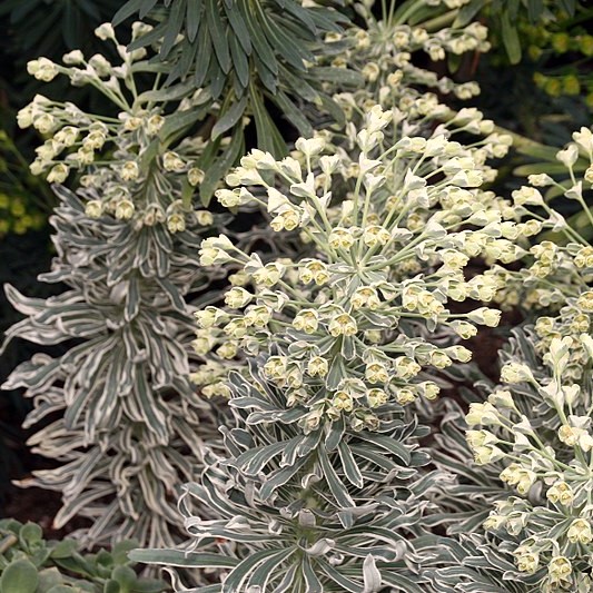 Euphorbia characias Glacier Blue euphorbe pot 1 L persistant