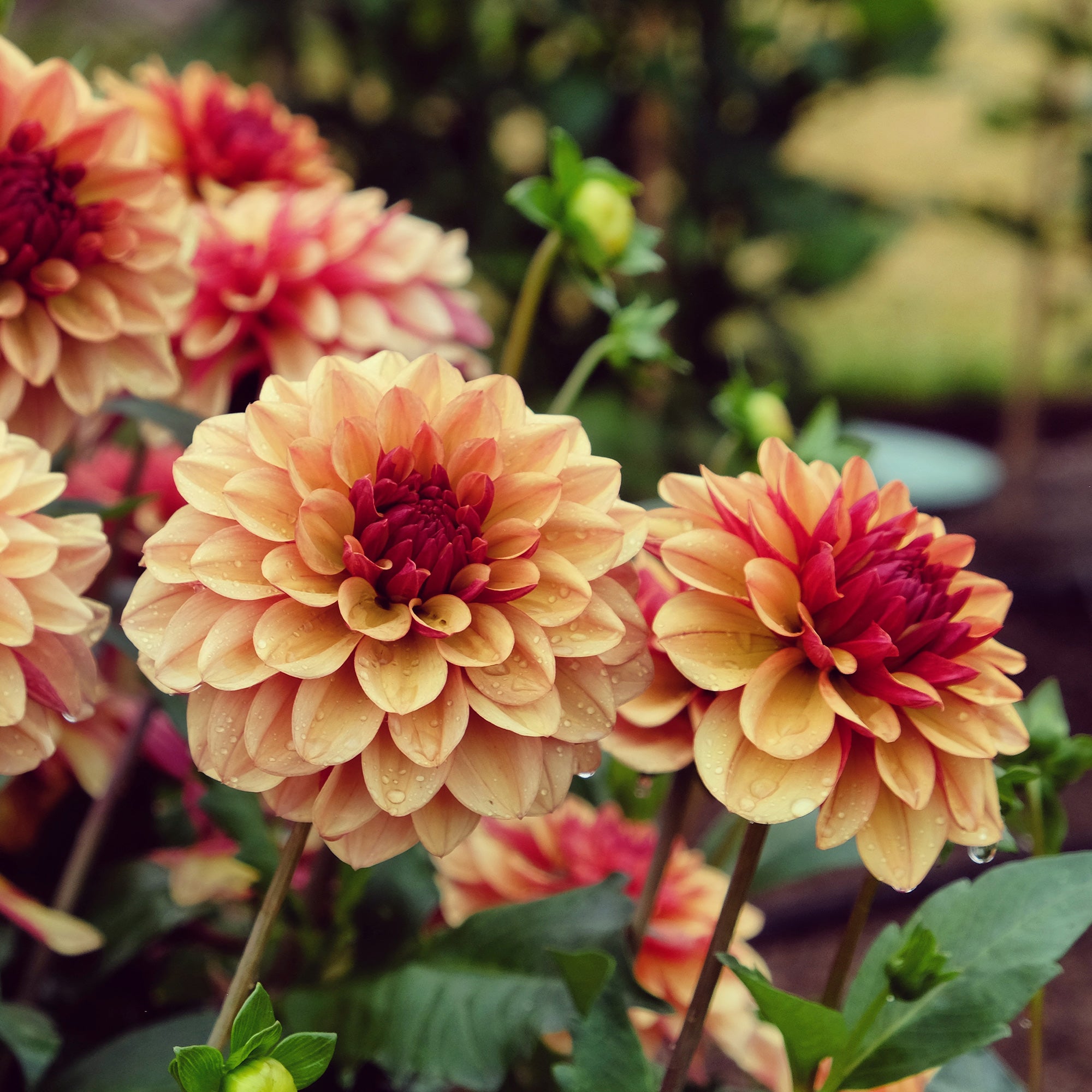 Bakker Dahlia Crème de Cognac bulbe orange calibre I