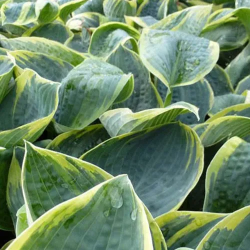 Bakker Hosta Sugar Daddy vivace pot 9cm ombre